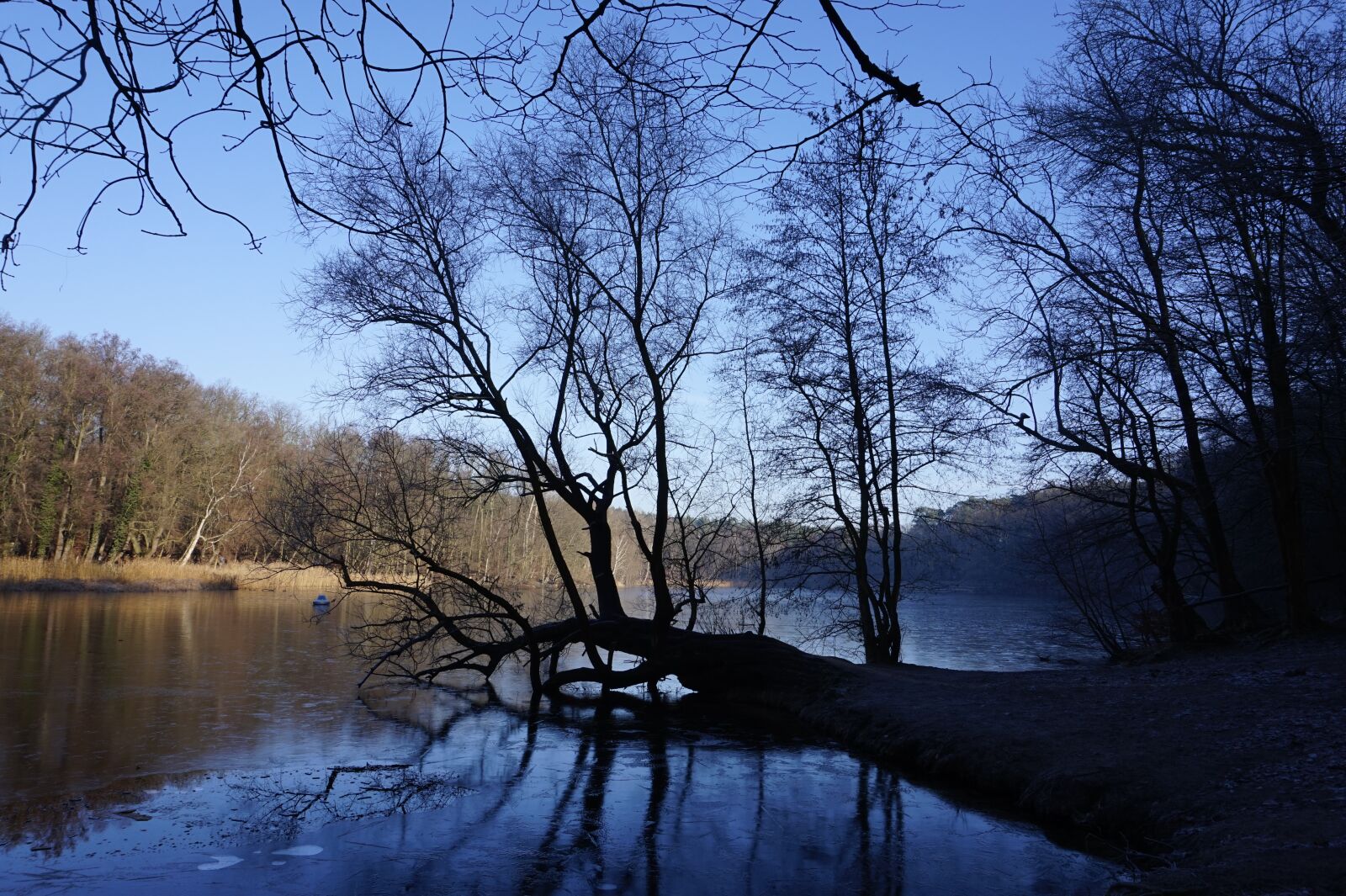 Sony Alpha a5000 (ILCE 5000) sample photo. Tree, nature, landscape photography