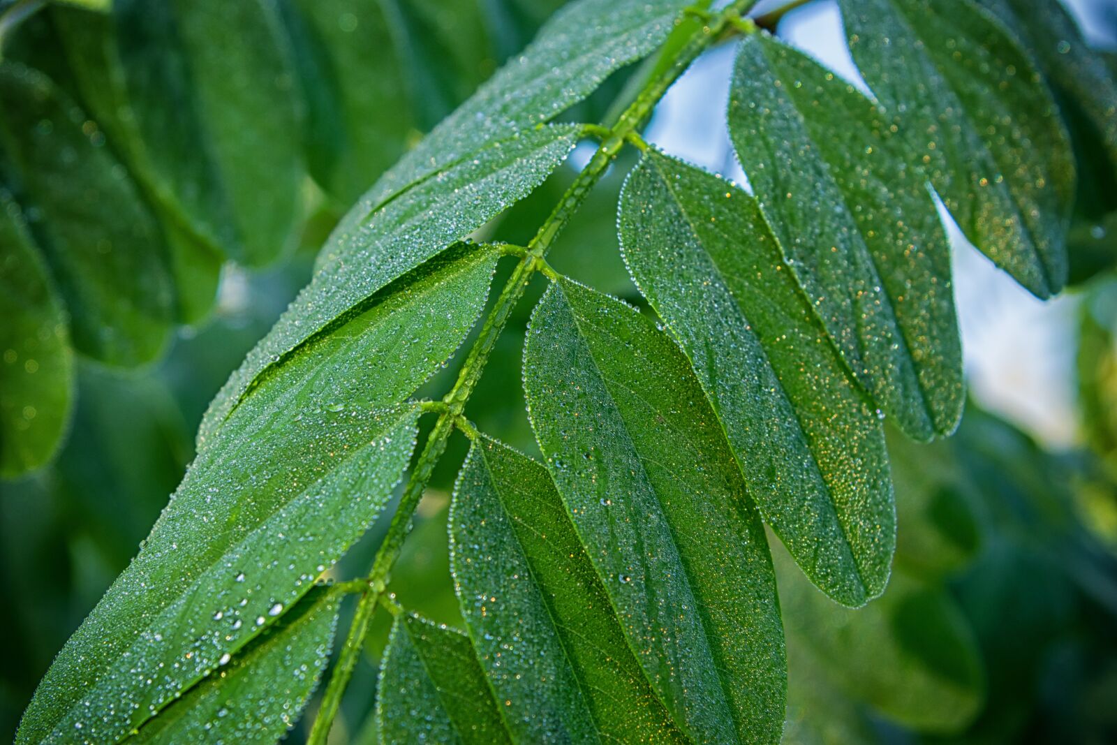 Nikon D3300 sample photo. Leaf, dew, green photography