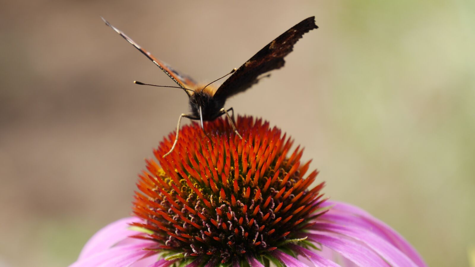 Panasonic Lumix DMC-GH3 sample photo. Butterfly, drinking, summer photography