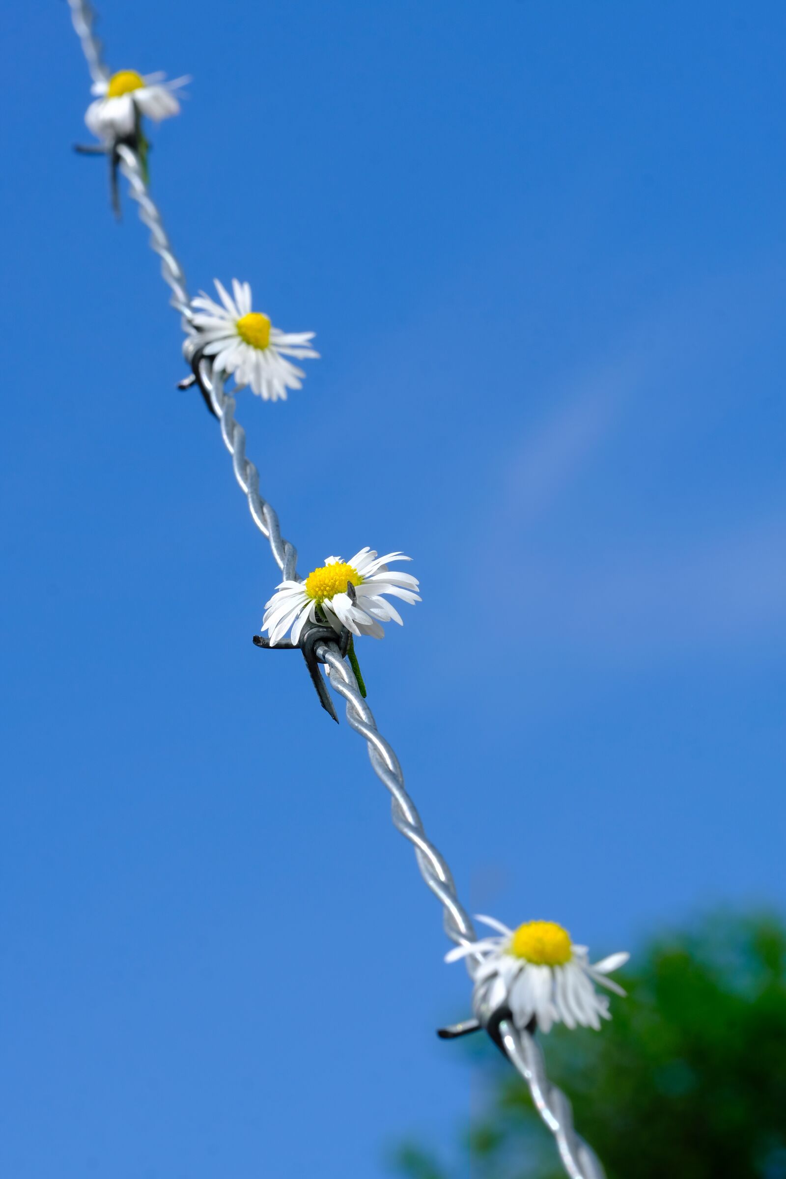 Fujifilm X-T2 + Fujifilm XF 80mm F2.8 R LM OIS WR Macro sample photo. Daisy, flower, blossom photography