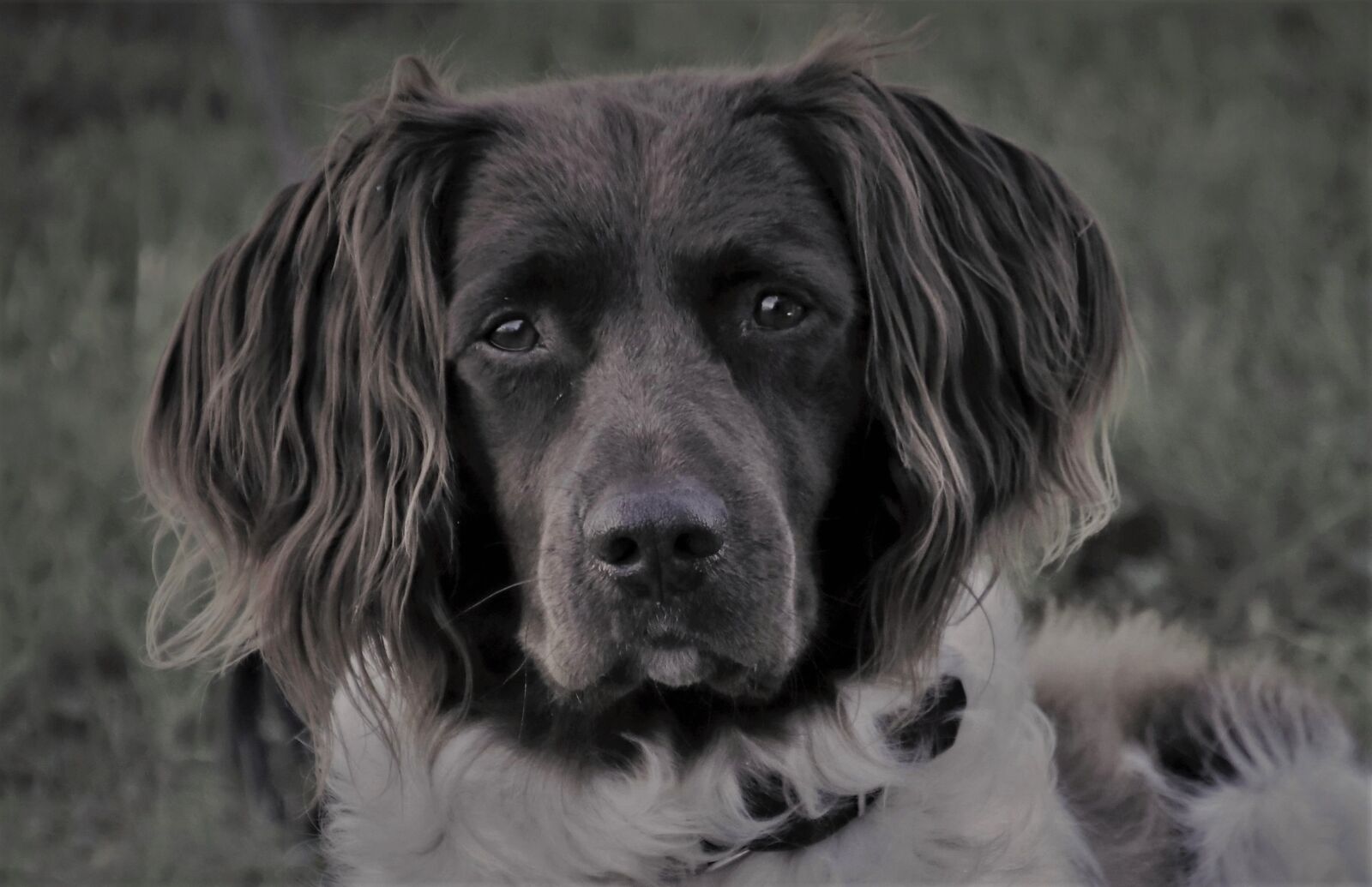 Canon EOS 80D sample photo. Dog breed, breed, hovawart photography