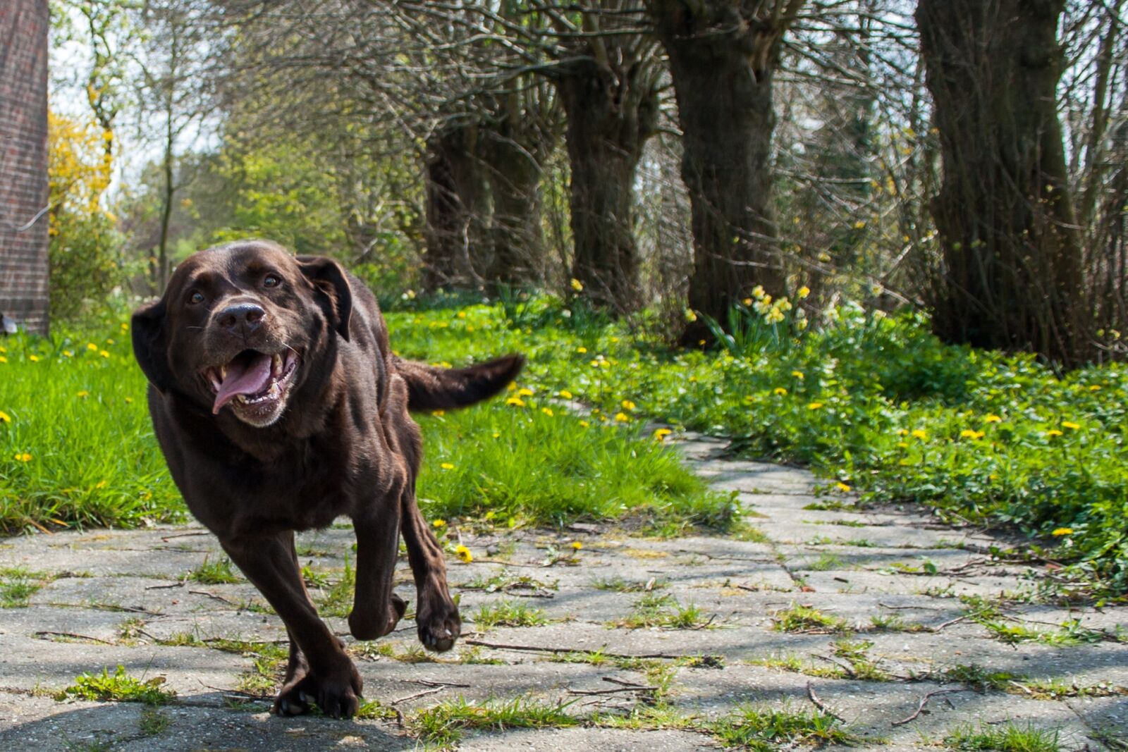 Canon EF-S 18-55mm F3.5-5.6 II sample photo. Dog, labrador, retriever photography