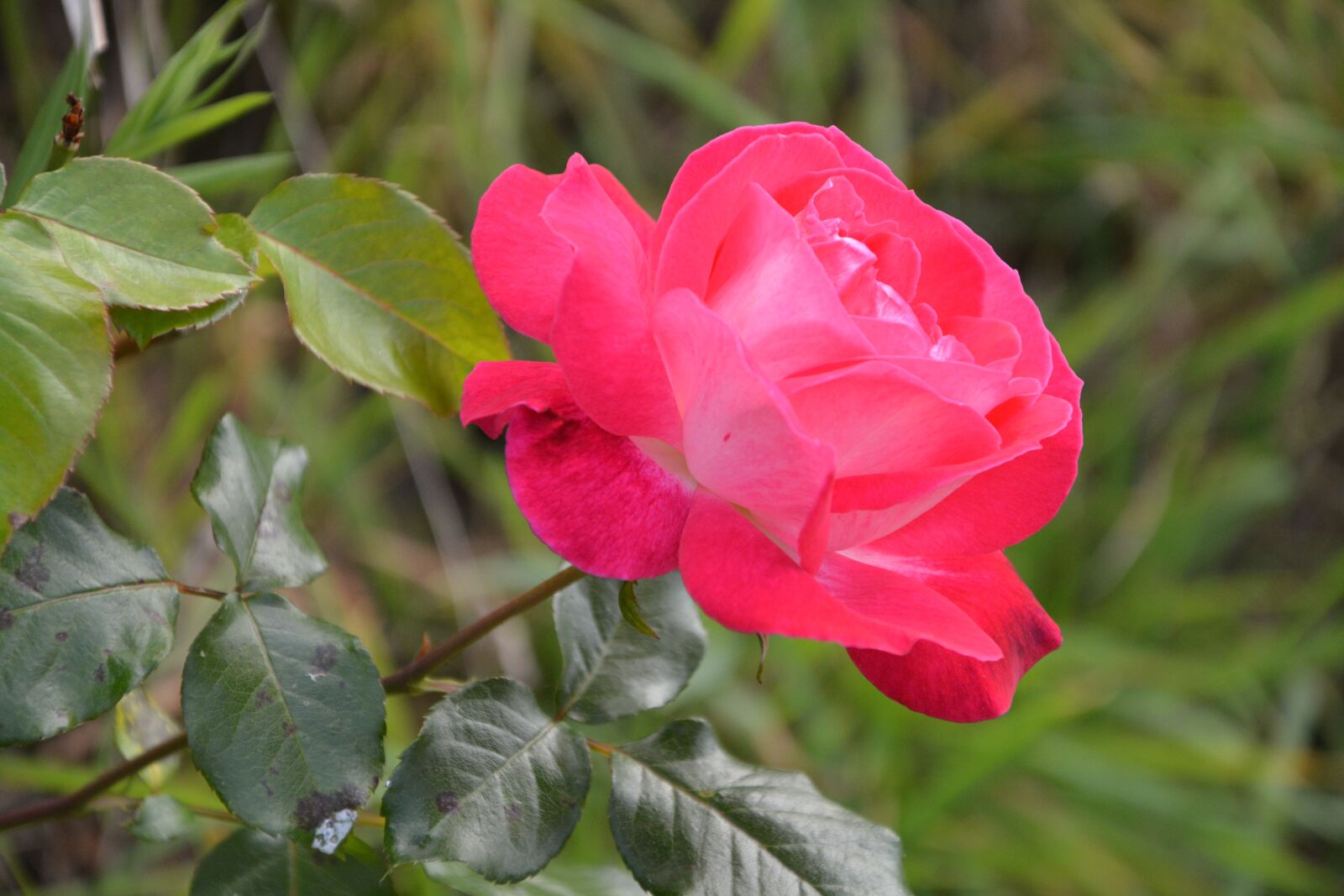 Nikon D5200 sample photo. Pink profile, green leaf photography
