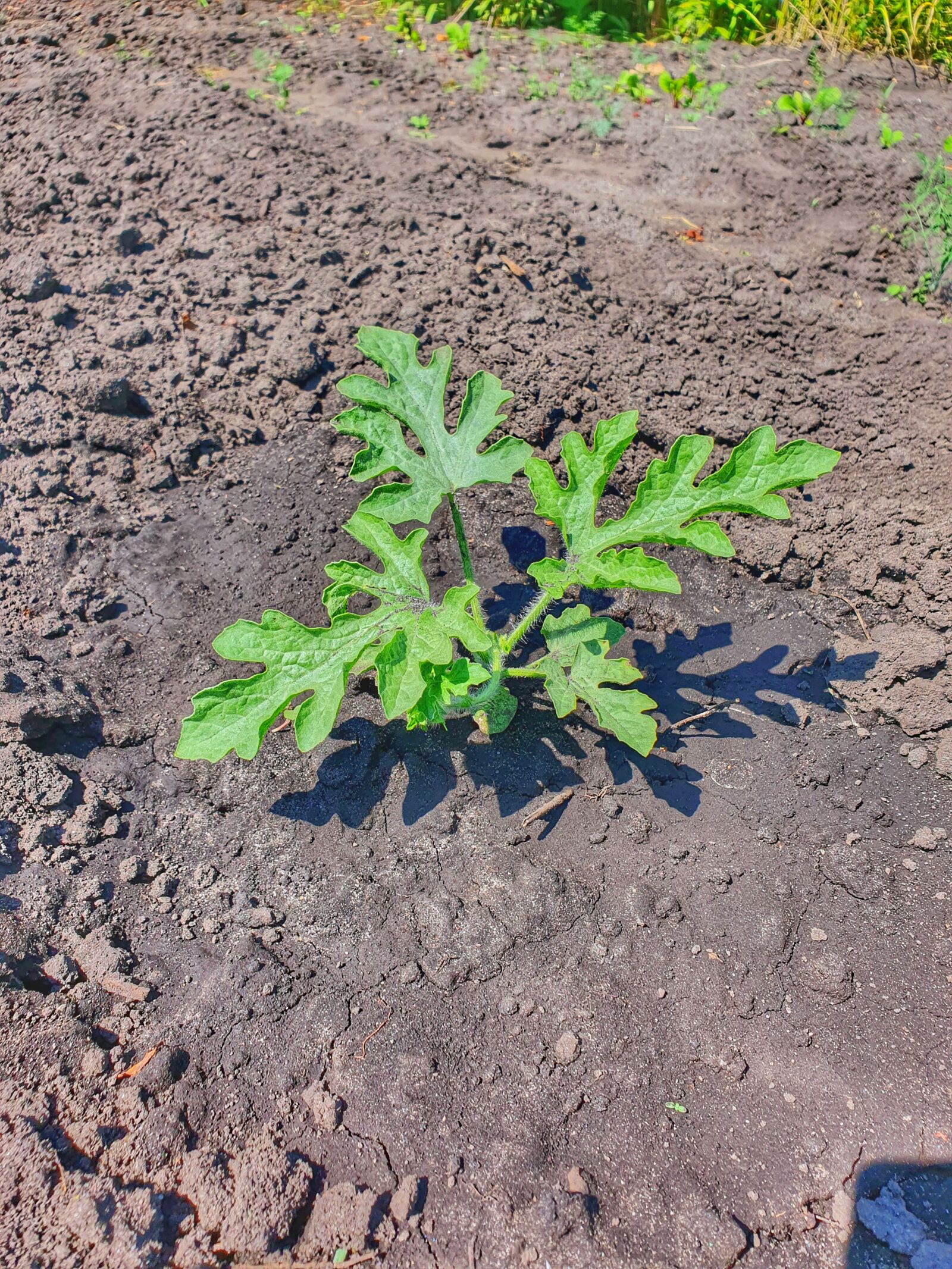 Samsung Galaxy S10 sample photo. Watermelon, bush, plants photography