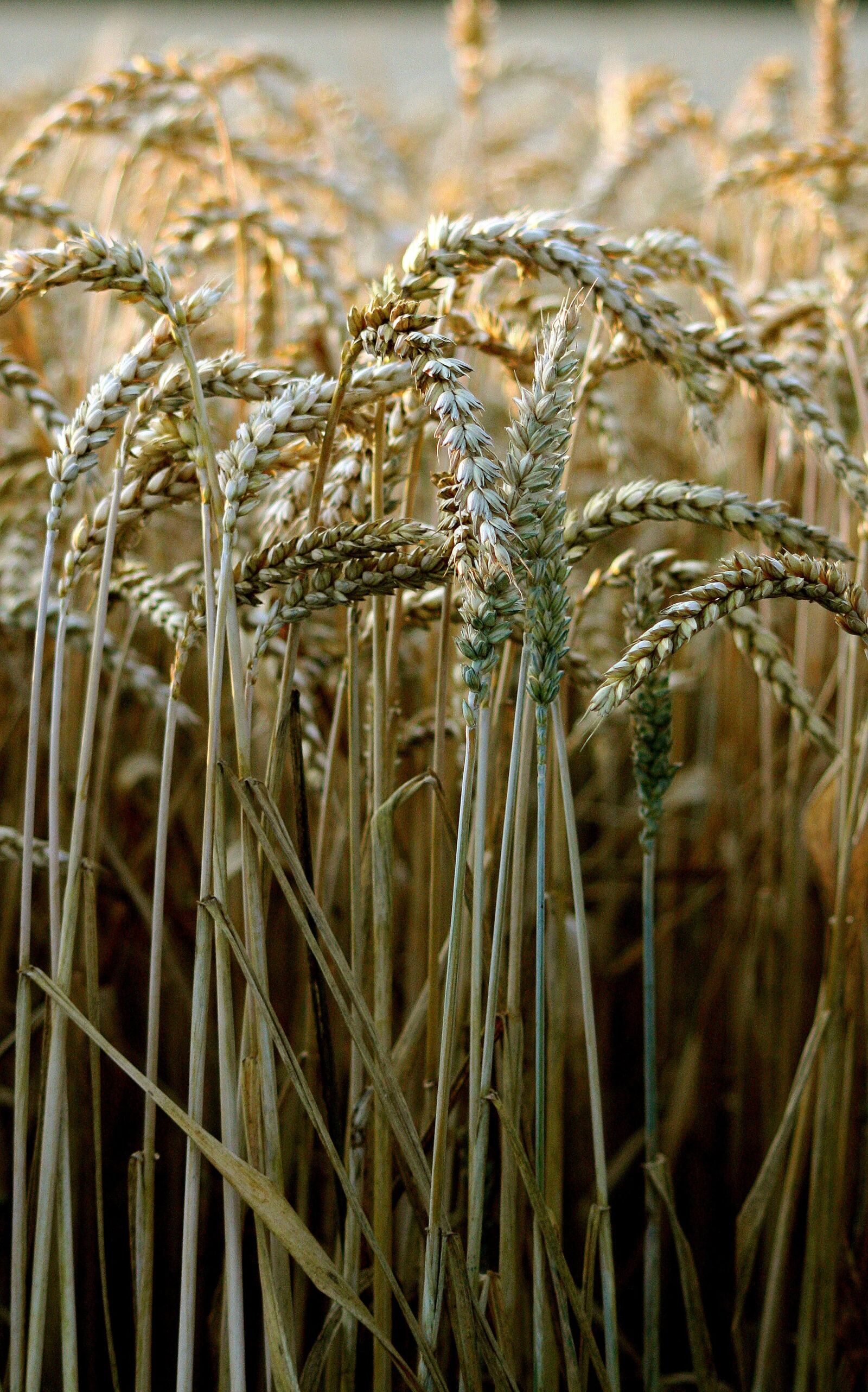 Canon EOS 450D (EOS Rebel XSi / EOS Kiss X2) sample photo. Wheat, harvest, bread photography