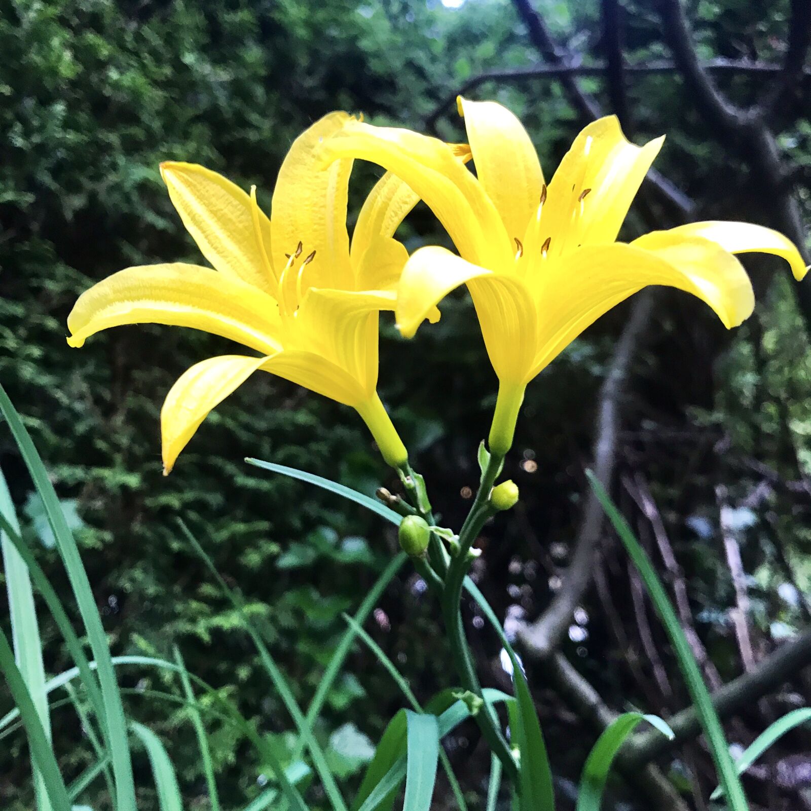 iPhone 7 back camera 3.99mm f/1.8 sample photo. Lilies, lilium, ornamental plant photography