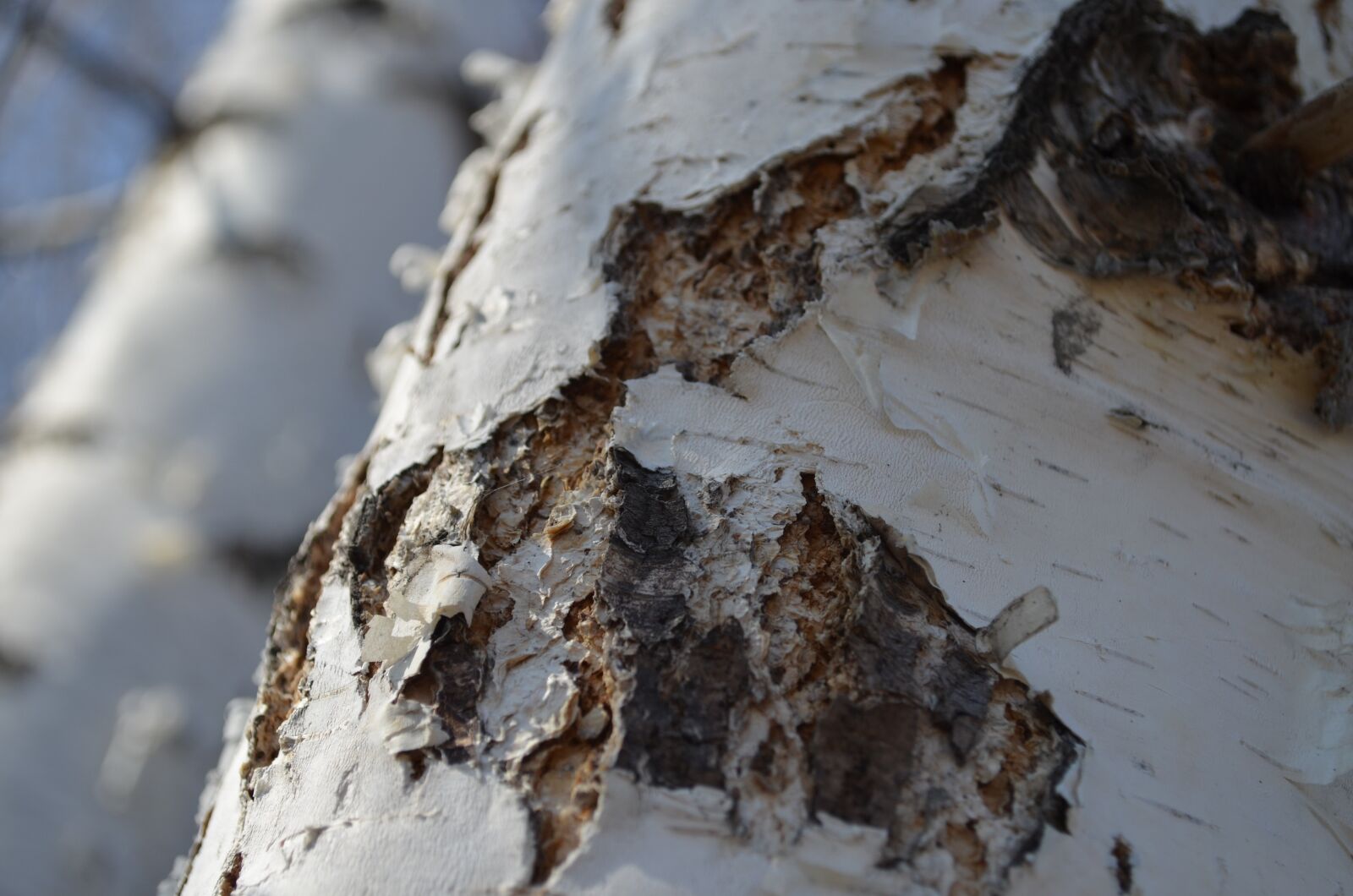 Nikon D5100 sample photo. Birch, tree, spring photography