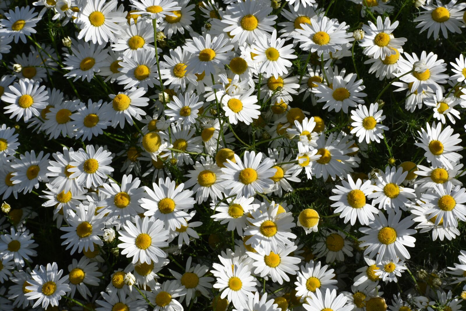 Nikon D3400 sample photo. Daisy, drug, flowers photography