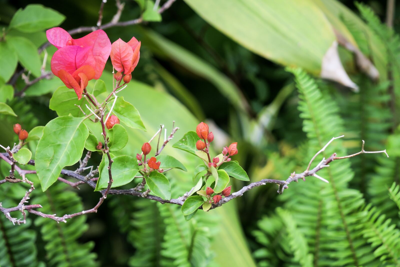 Canon PowerShot G3 X sample photo. Nature, plant, leaf photography