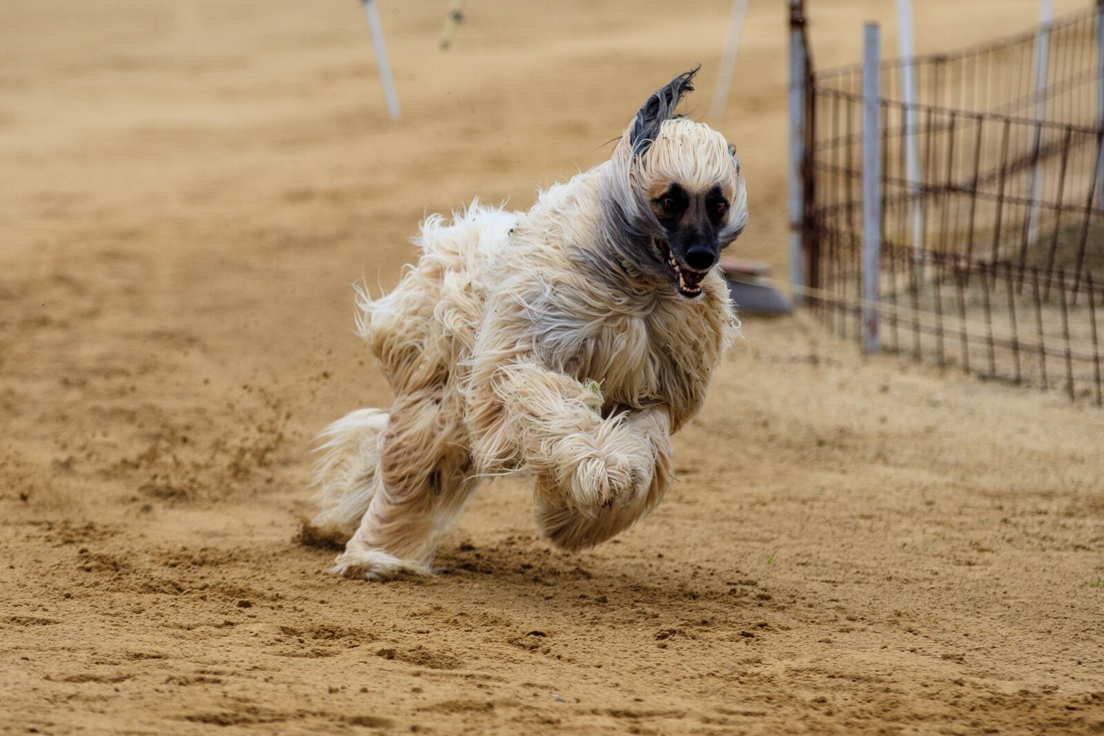 Canon EOS 80D sample photo. Dog, dog racing, animal photography