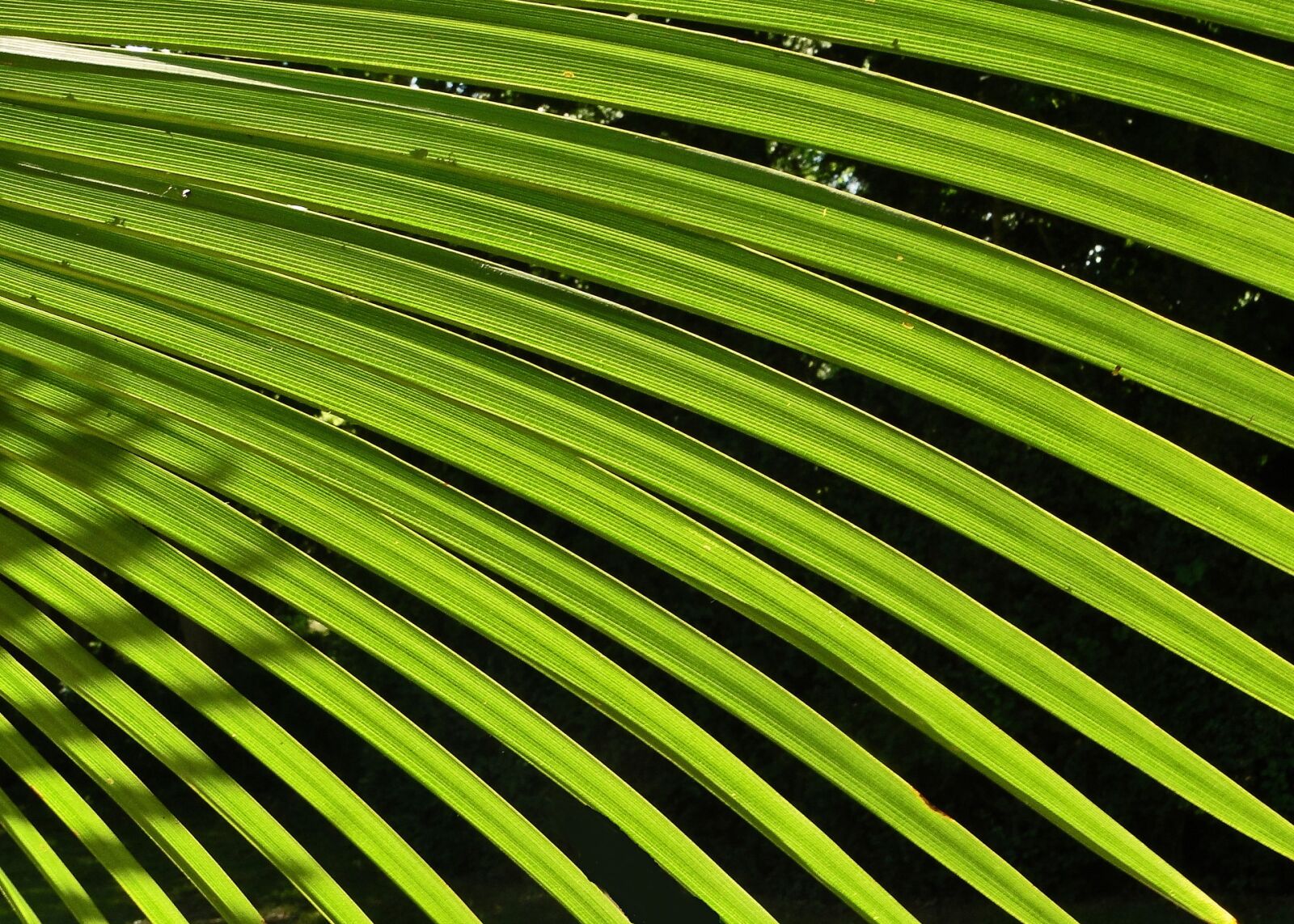 Sony Cyber-shot DSC-HX1 sample photo. Palm, leaf, green photography