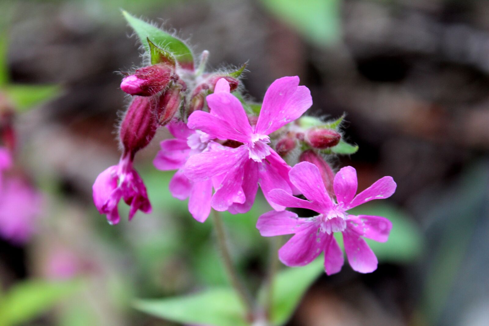 Canon EOS 600D (Rebel EOS T3i / EOS Kiss X5) sample photo. Flower, summer, the red-ailakki photography