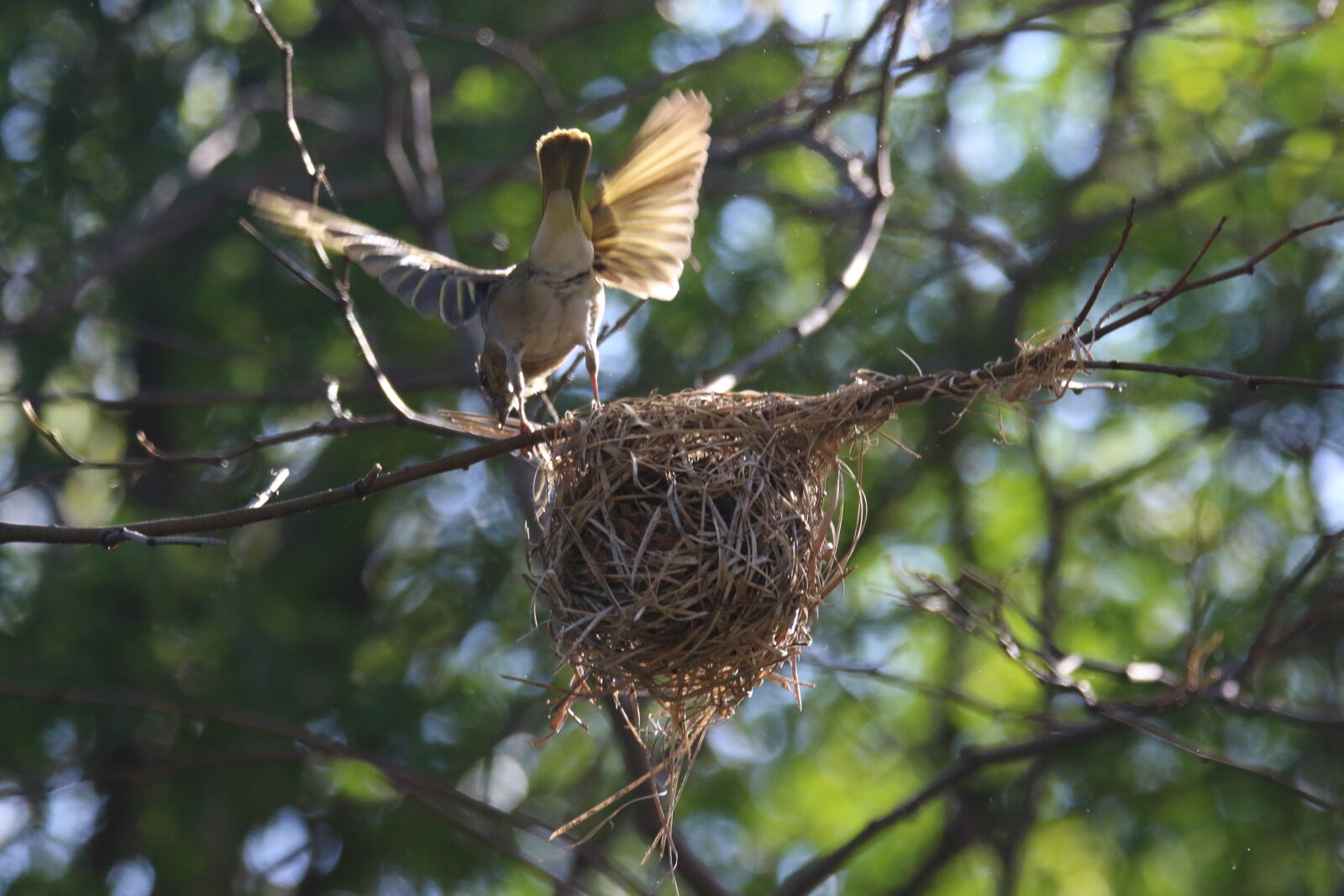 Canon EOS 7D Mark II sample photo. Animal, bird, branch, built photography