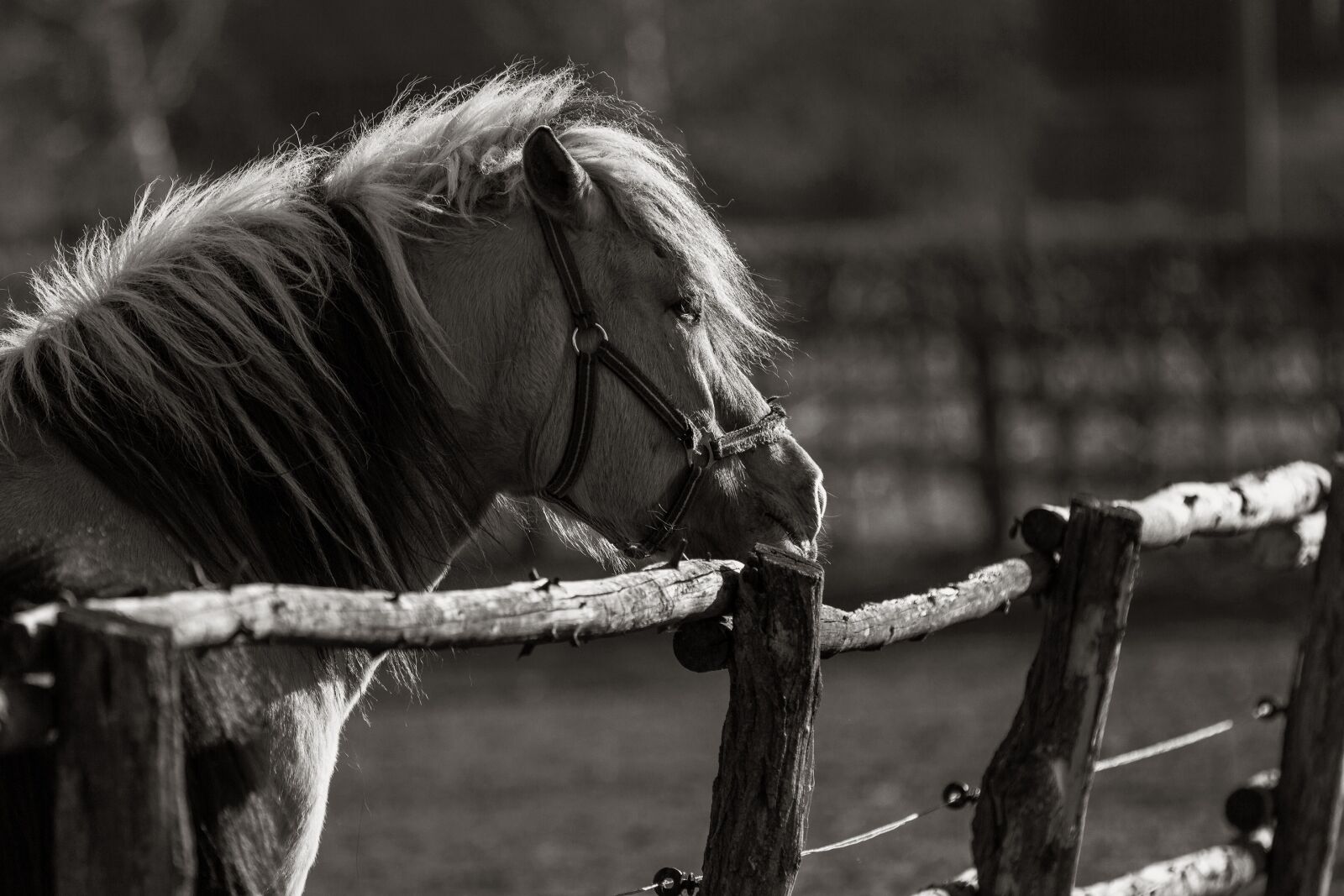 Canon EOS 7D sample photo. Animals, horse, kaltblut photography