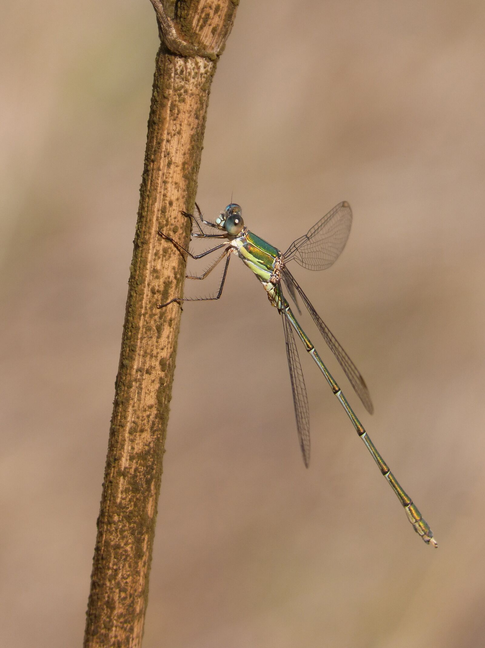 Panasonic DMC-FZ62 sample photo. Dragonfly, damselfly, green dragonfly photography