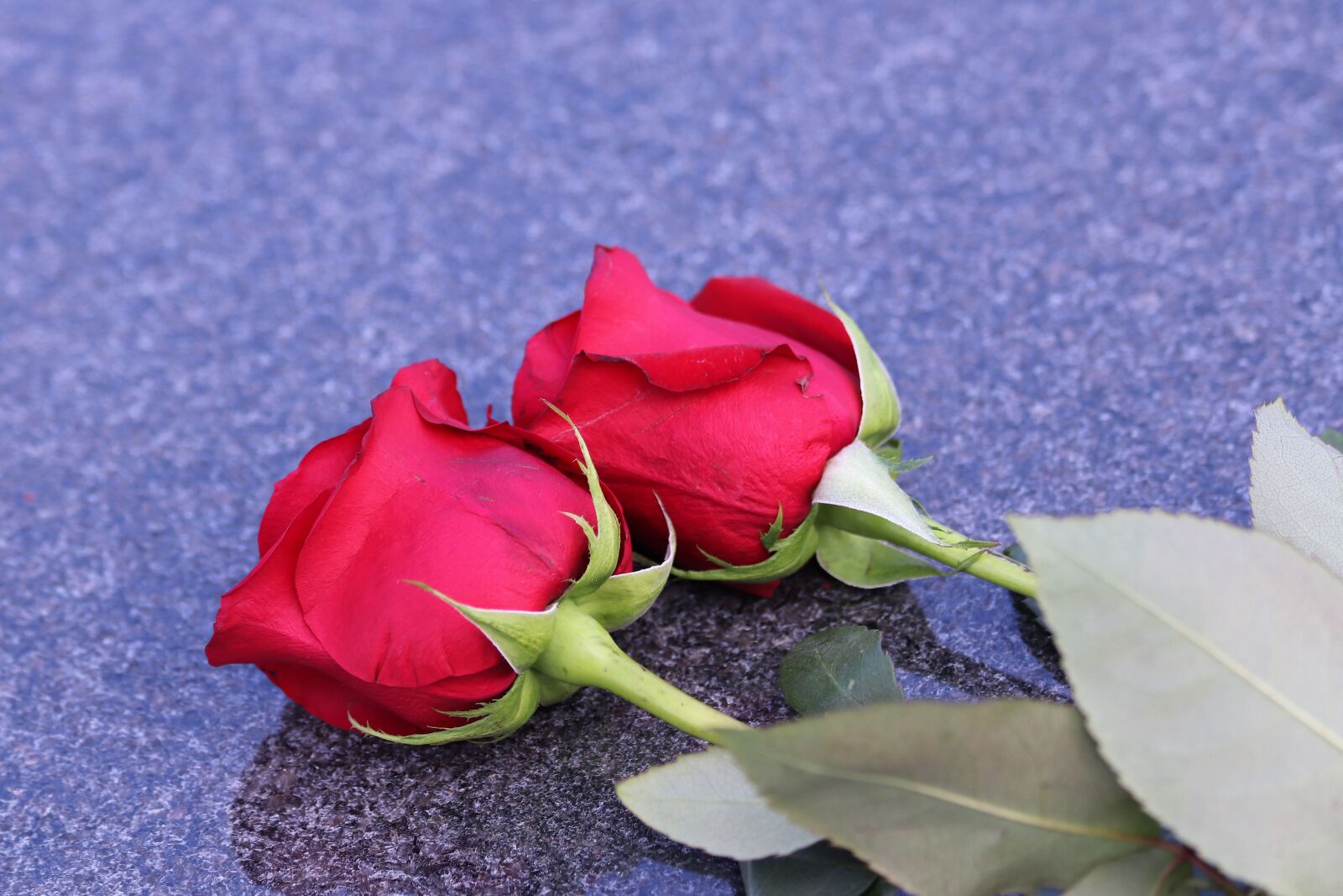 Canon EOS 200D (EOS Rebel SL2 / EOS Kiss X9) + Canon EF 70-300mm F4-5.6 IS USM sample photo. Two red roses, love photography