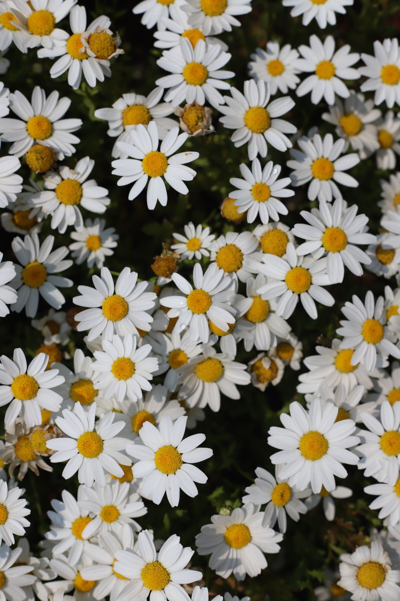 Canon EOS 6D Mark II sample photo. Flowers, white flower, plants photography