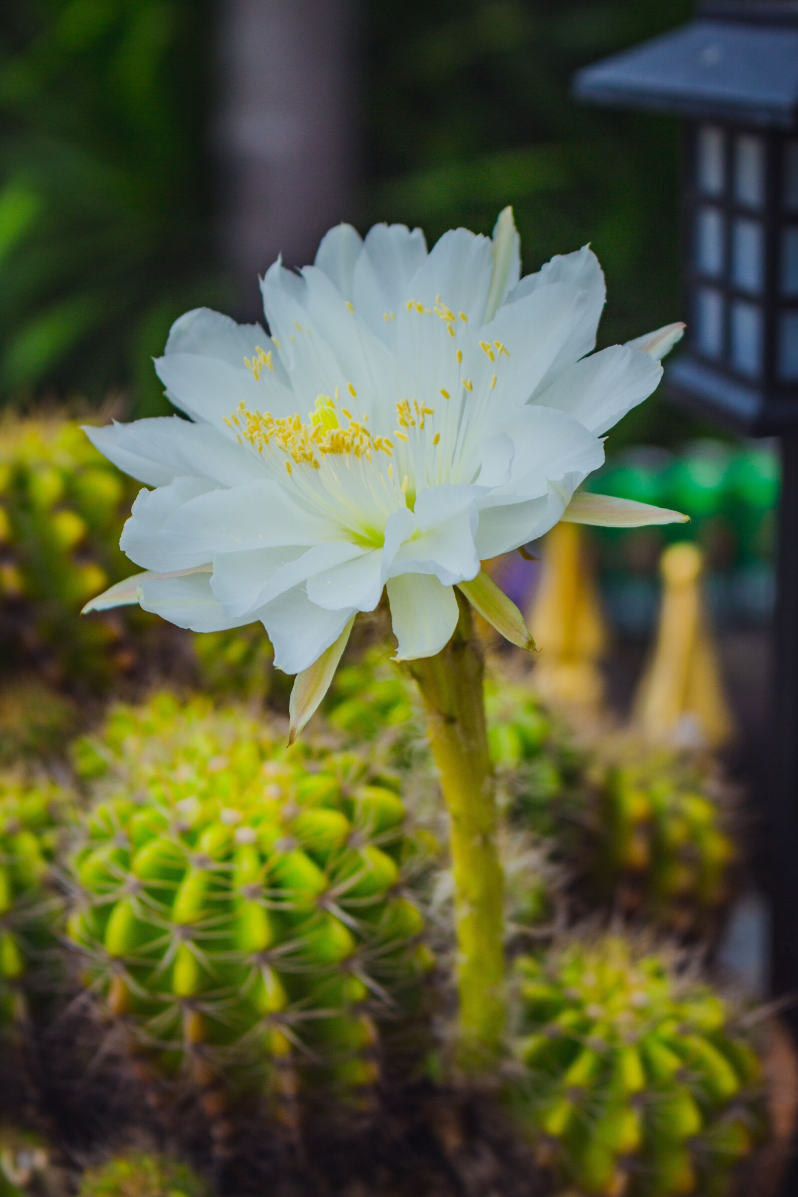 Canon EOS 700D (EOS Rebel T5i / EOS Kiss X7i) sample photo. White, leaves, flora photography