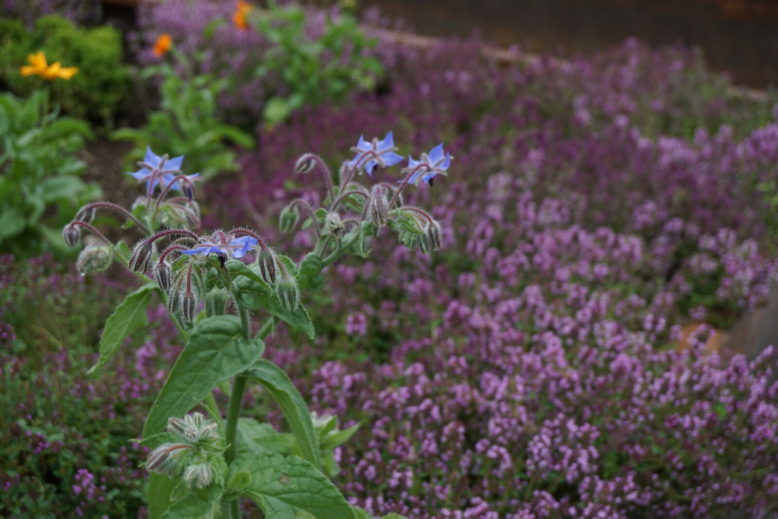 Sony E 16-50mm F3.5-5.6 PZ OSS sample photo. Herbs, nature, borage photography