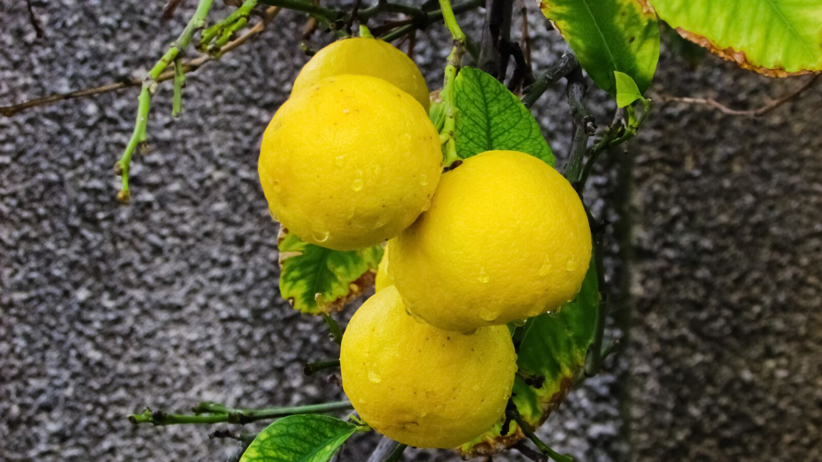 Canon PowerShot SX400 IS sample photo. Key lime, citrus, lime photography