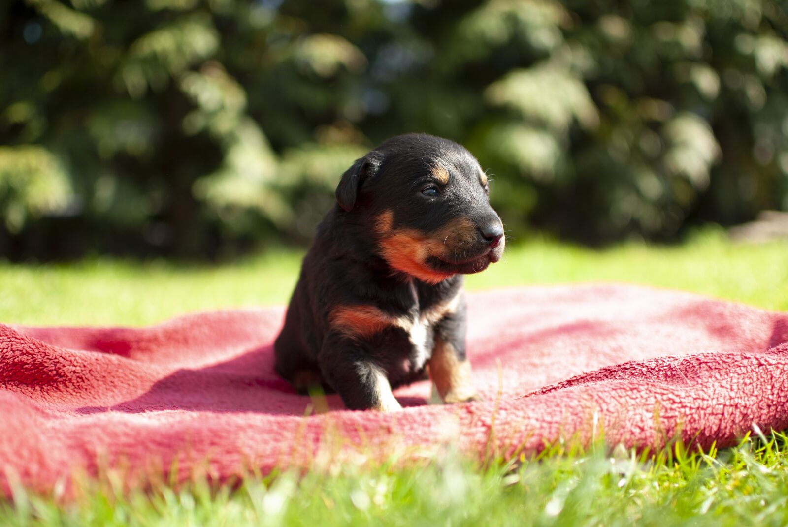Nikon D60 sample photo. Puppy, dog, small photography
