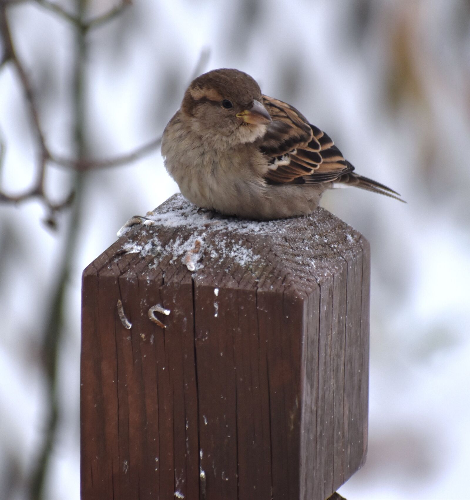Nikon D5500 sample photo. Bird, wildlife, nature photography