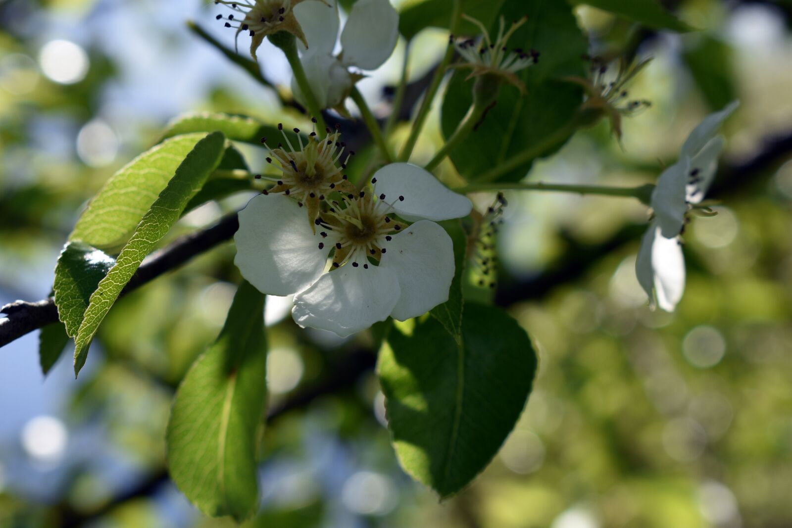 Nikon D3400 sample photo. Flower, flowers, spring photography