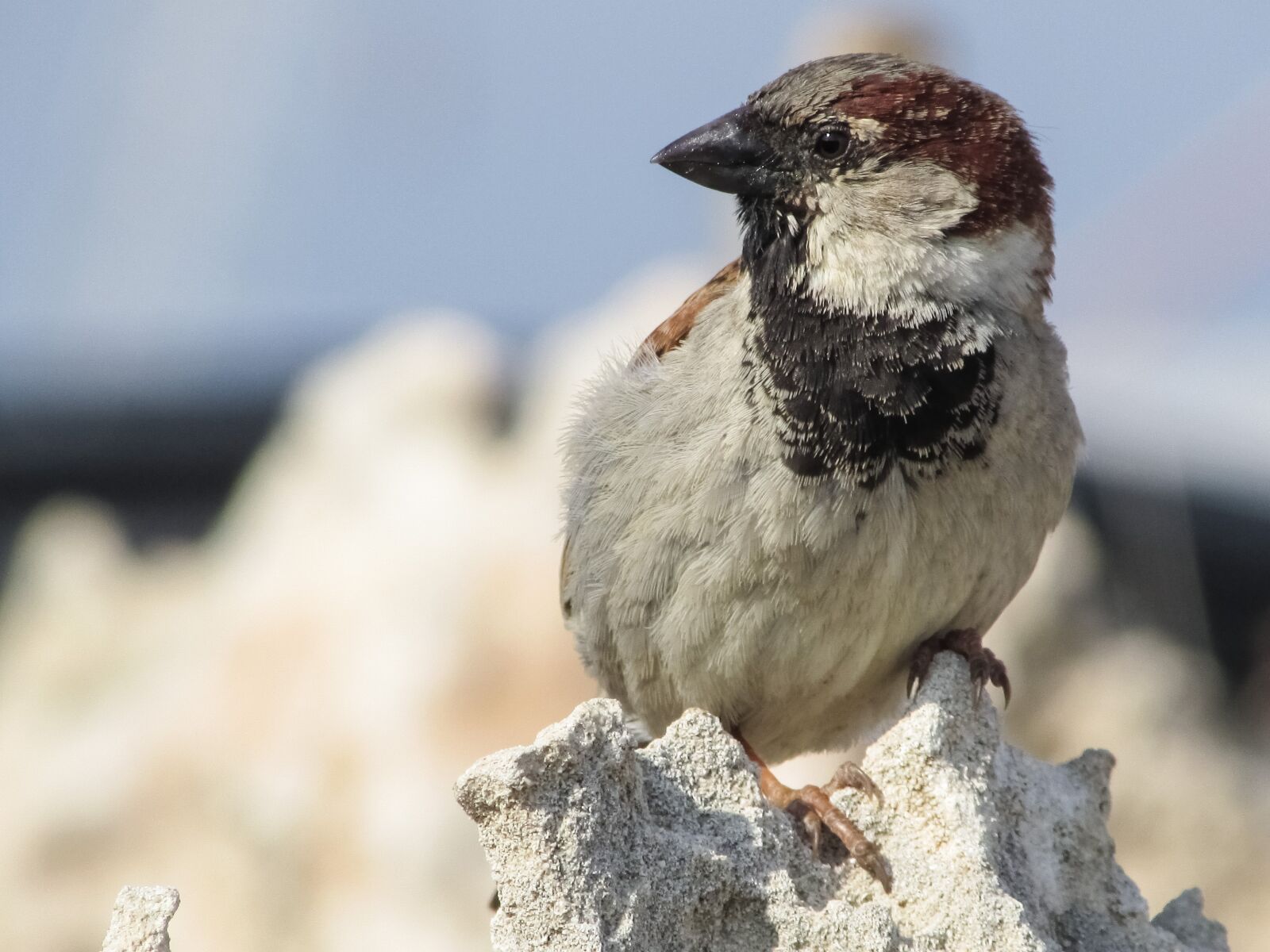 Canon PowerShot SX400 IS sample photo. Sparrow, bird, nature photography