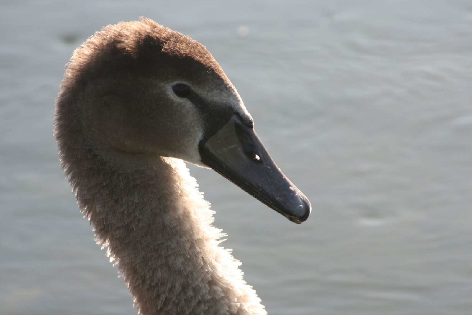 Canon EOS 350D (EOS Digital Rebel XT / EOS Kiss Digital N) sample photo. Swan, portrait, beak photography