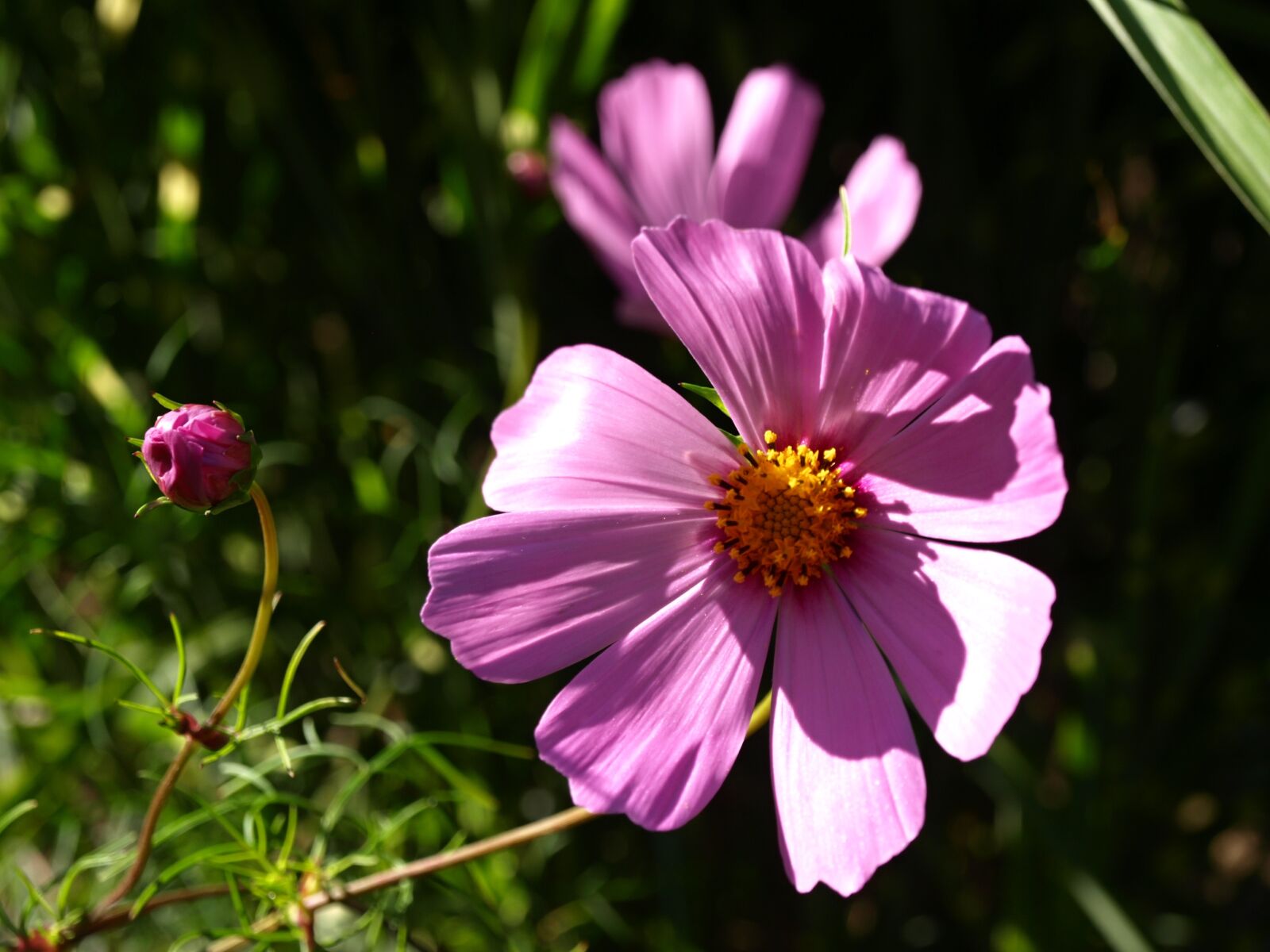 Olympus E-510 (EVOLT E-510) sample photo. Garden, flowers, plant photography