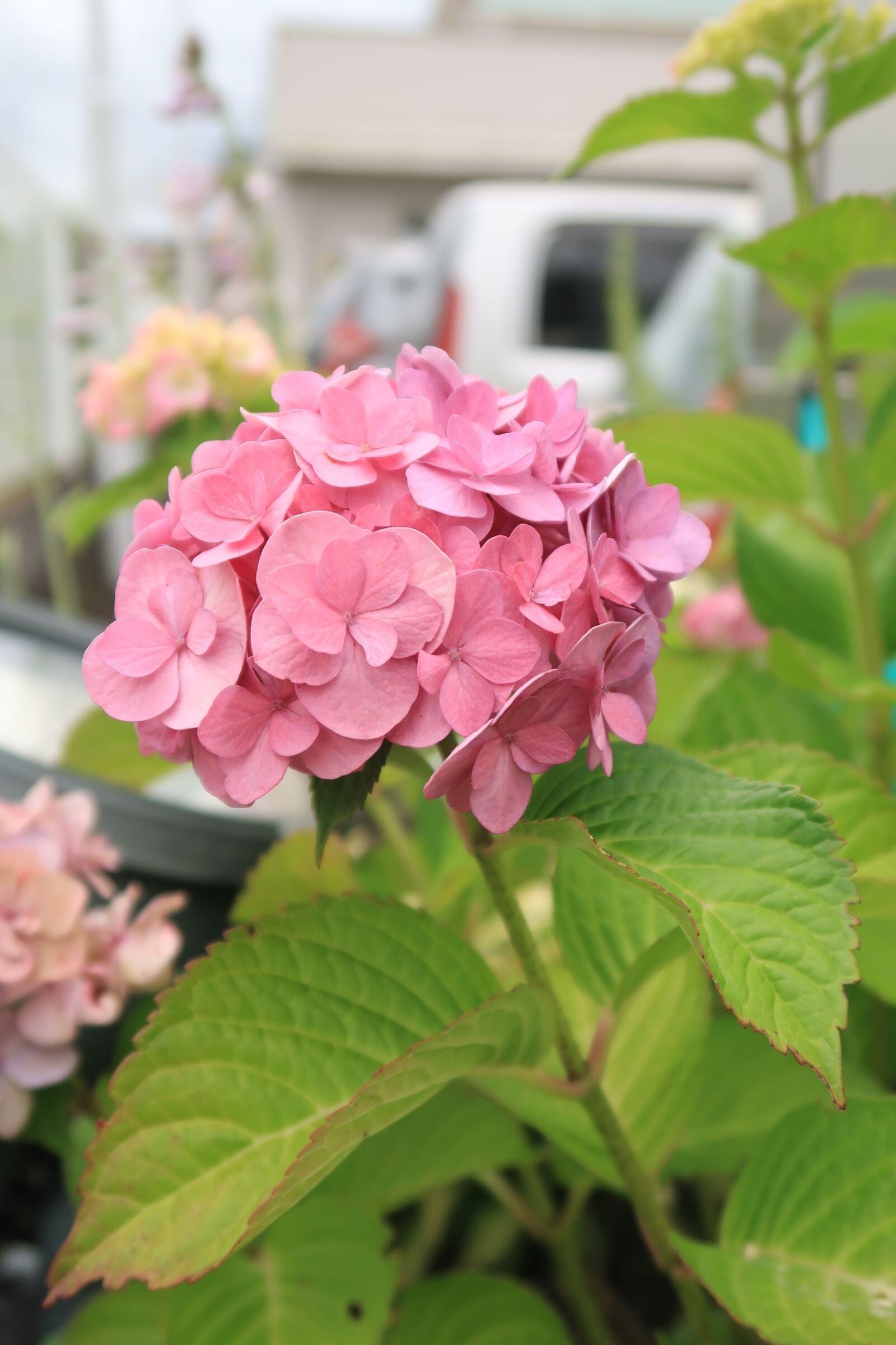 Canon PowerShot G7 X Mark II sample photo. Hydrangea, summer, pink photography