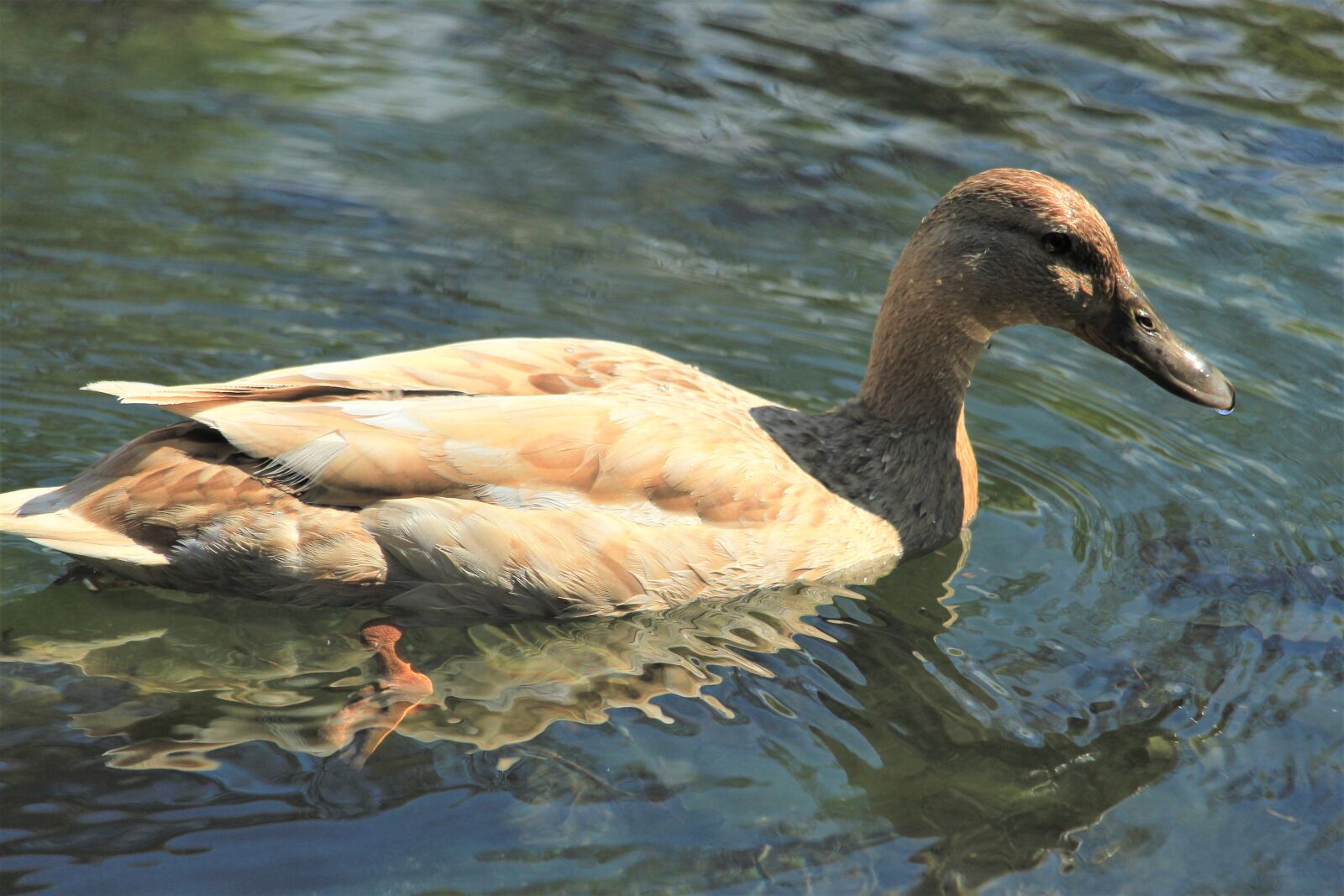 Canon EOS 4000D (EOS Rebel T100 / EOS 3000D) sample photo. Mallard, female mallard, duck photography