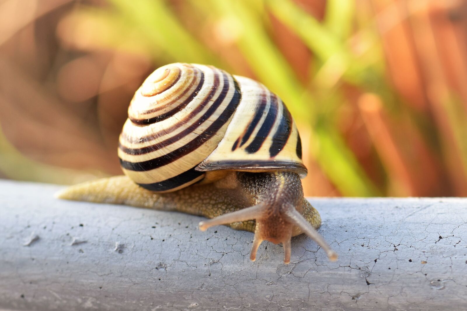 Nikon D5500 sample photo. Snail, shell, nature photography