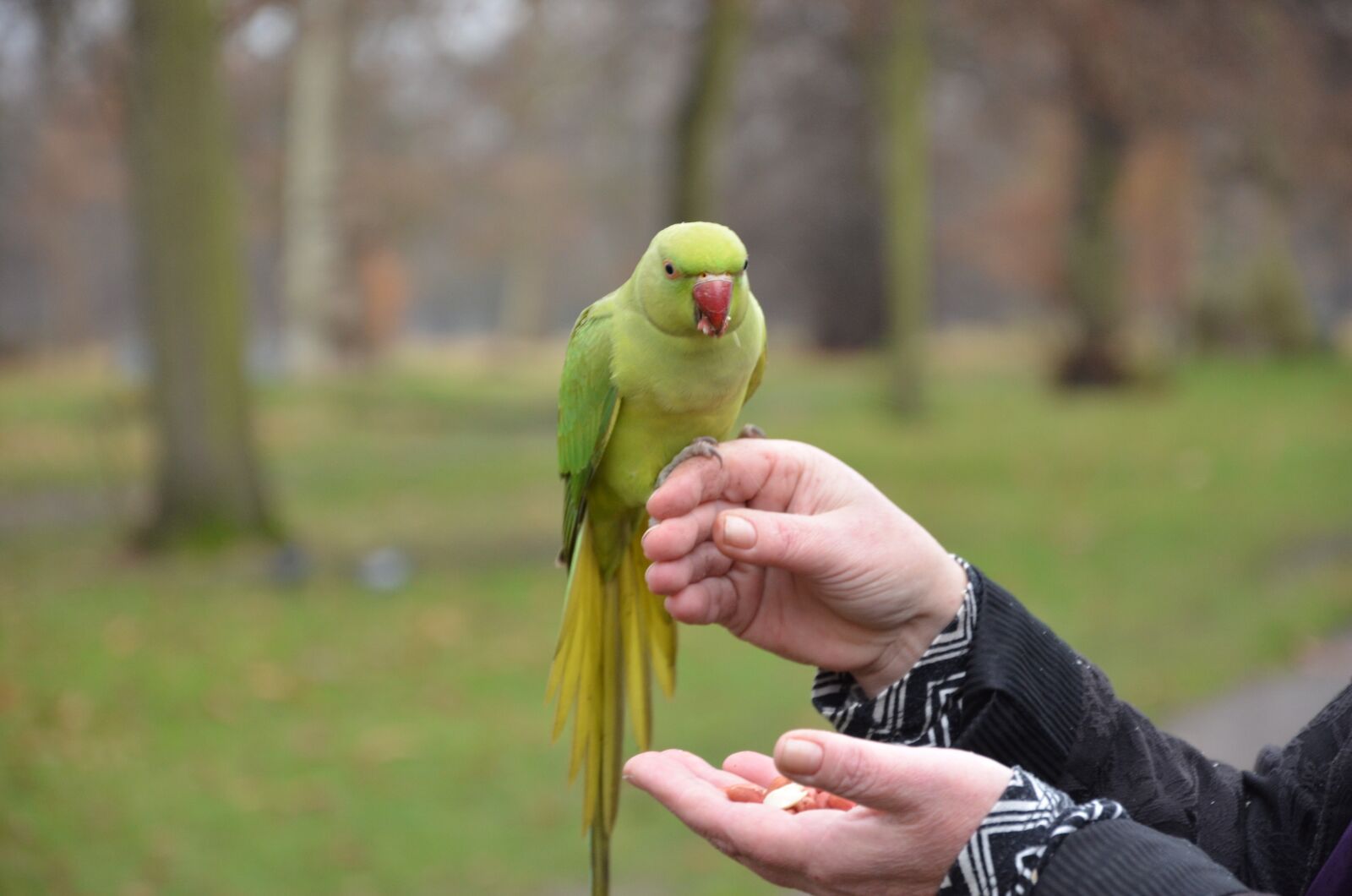Nikon D7000 sample photo. Bird, parrot, birds photography