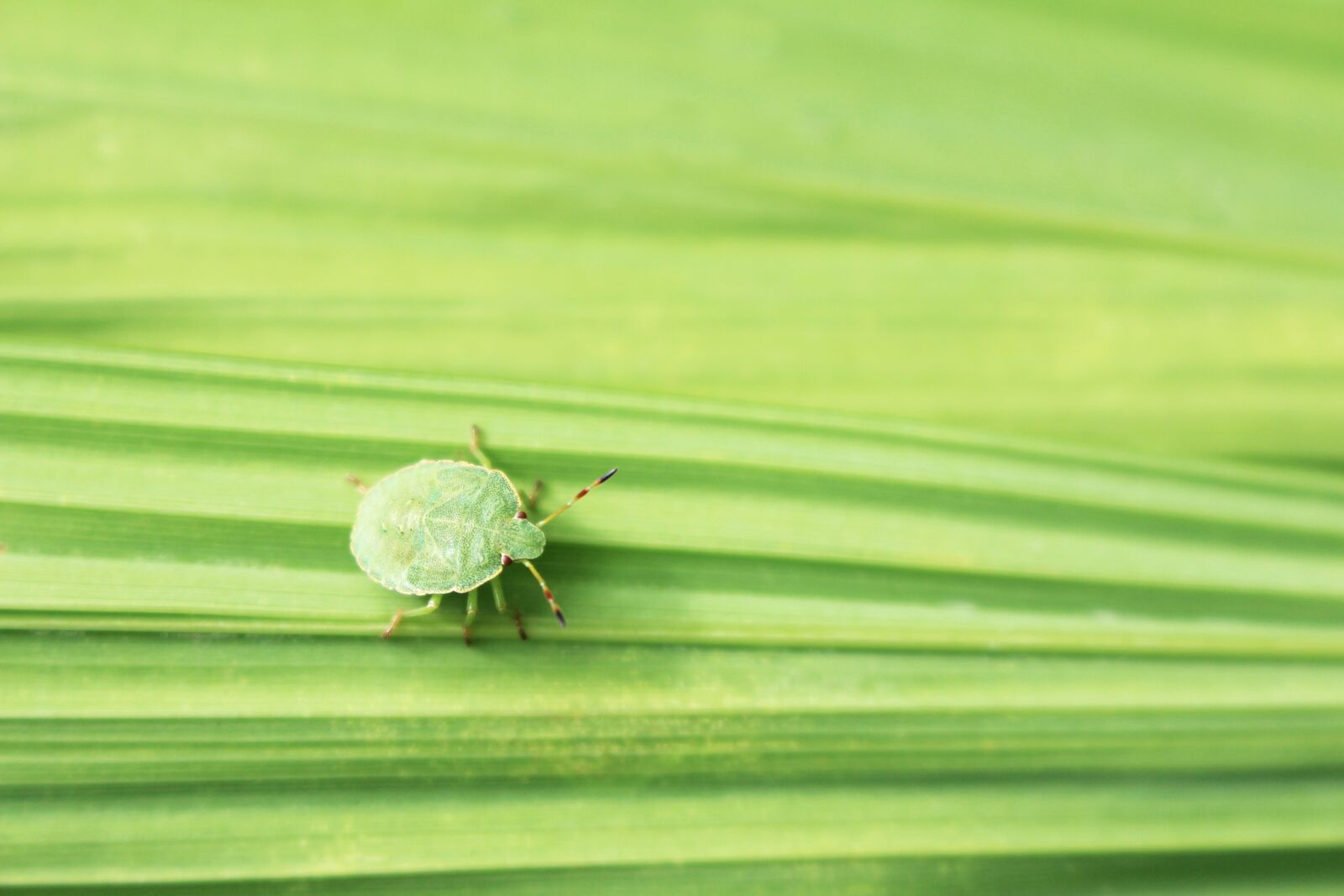 Canon EOS 700D (EOS Rebel T5i / EOS Kiss X7i) sample photo. Green, small, shield bug photography