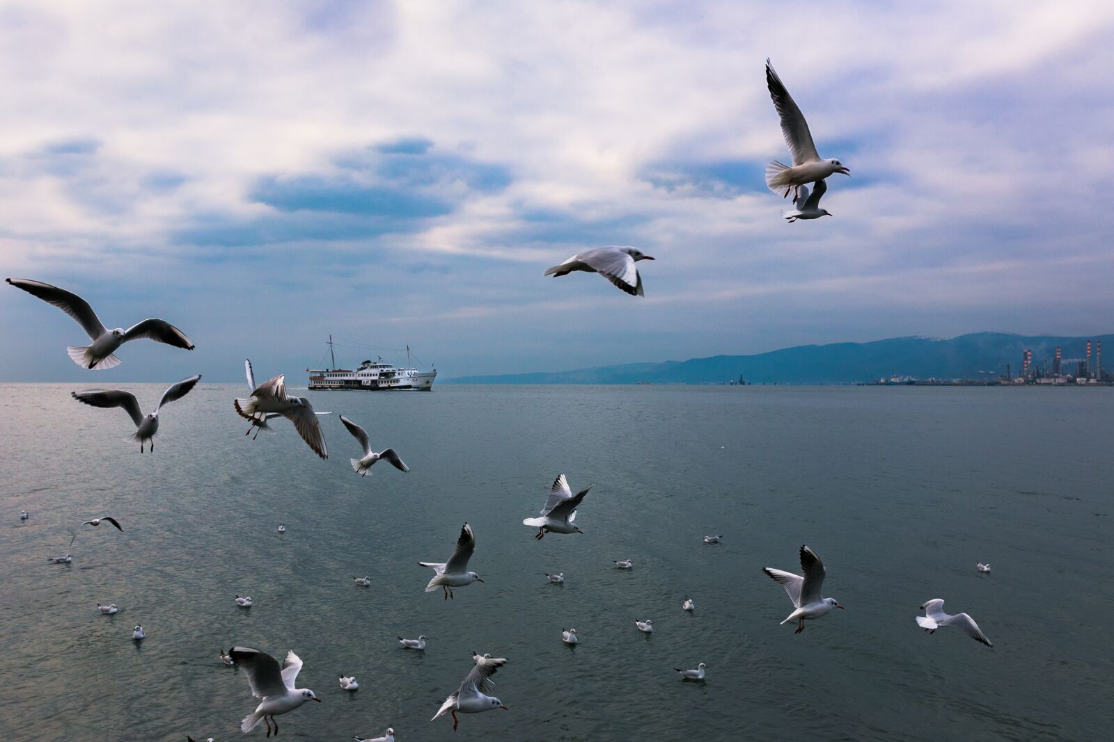 Canon EOS 6D sample photo. Birds, seagull, nature photography