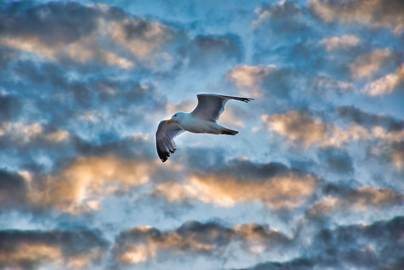 Nikon D3300 sample photo. Seagull, bird, sky photography