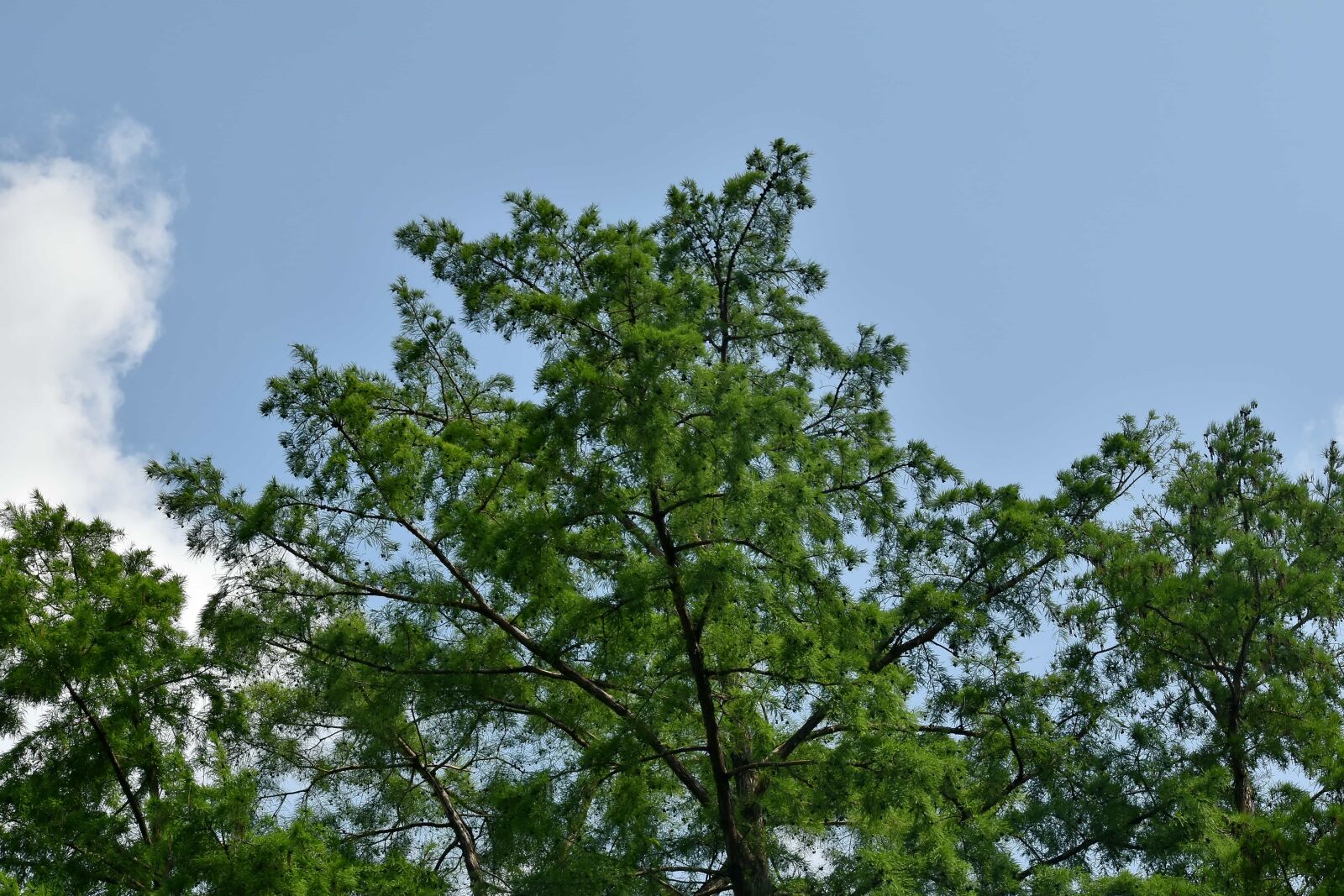 Nikon D5500 sample photo. Branches, conifers, green leaves photography