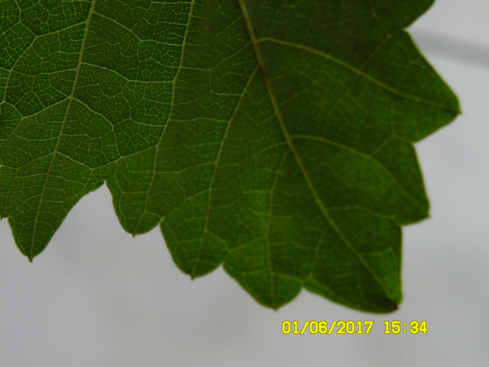 Samsung WB1100F/WB1101F/WB1102F sample photo