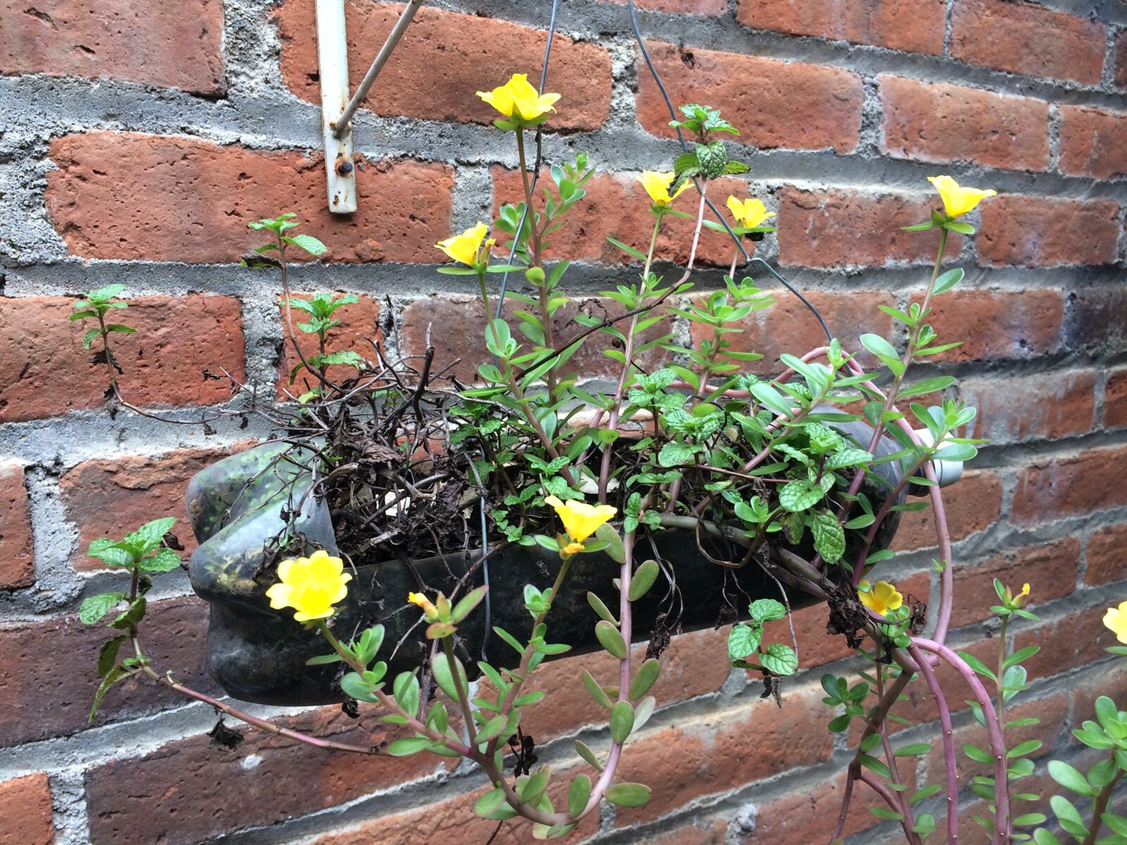 iPhone 5s back camera 4.15mm f/2.2 sample photo. Flowers, yellow, garden photography
