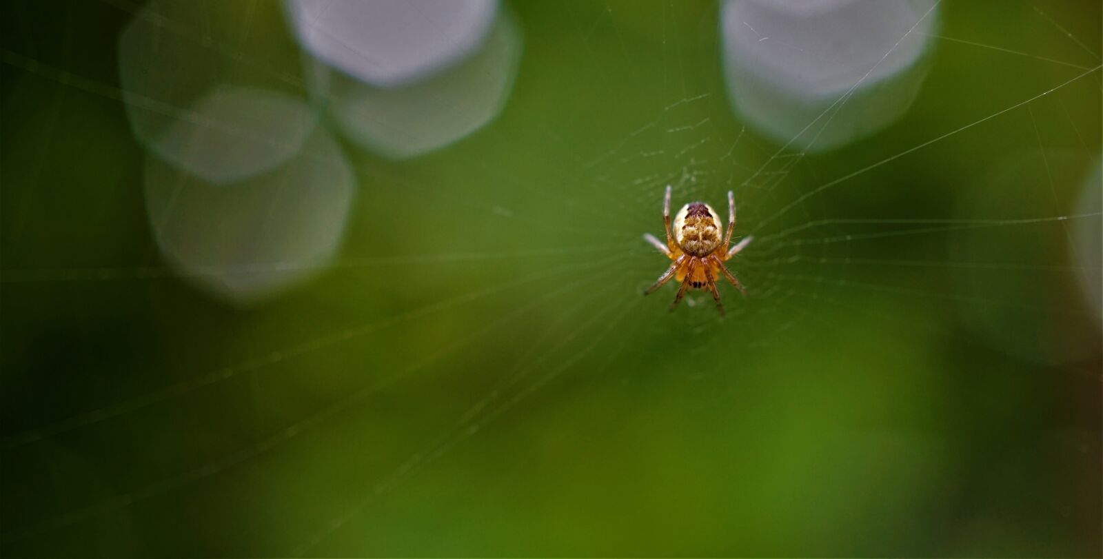 Sony a6000 sample photo. Small spider, cobweb, insect photography