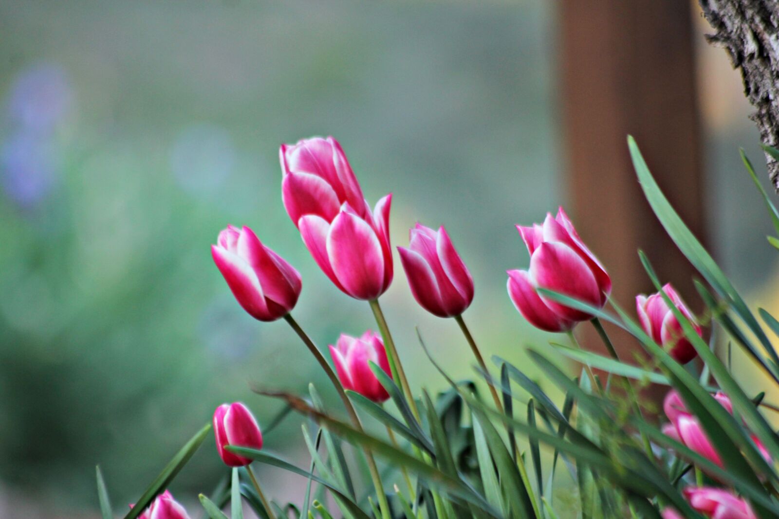 Canon EOS 1100D (EOS Rebel T3 / EOS Kiss X50) sample photo. Spring, garden, flowers photography