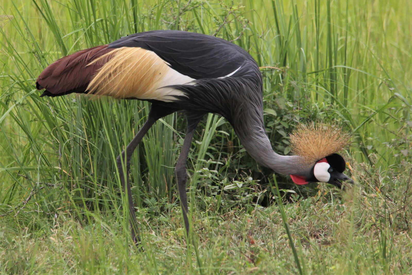 Canon EOS 60D sample photo. East african crested, crane photography