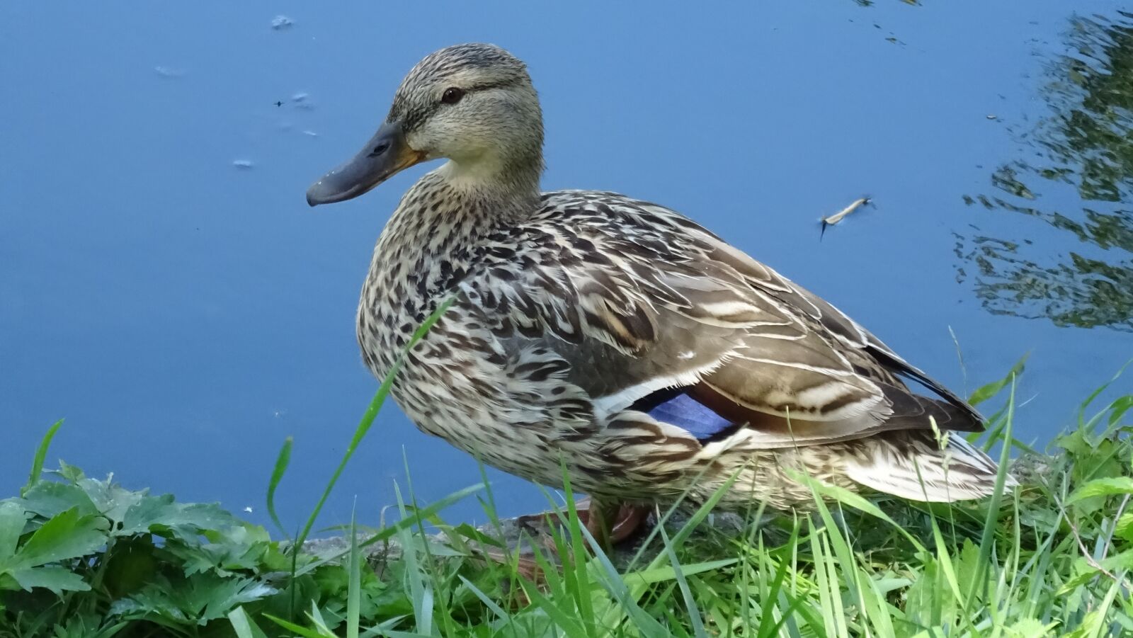 Sony DSC-HX60 sample photo. Nature, bird, duck photography