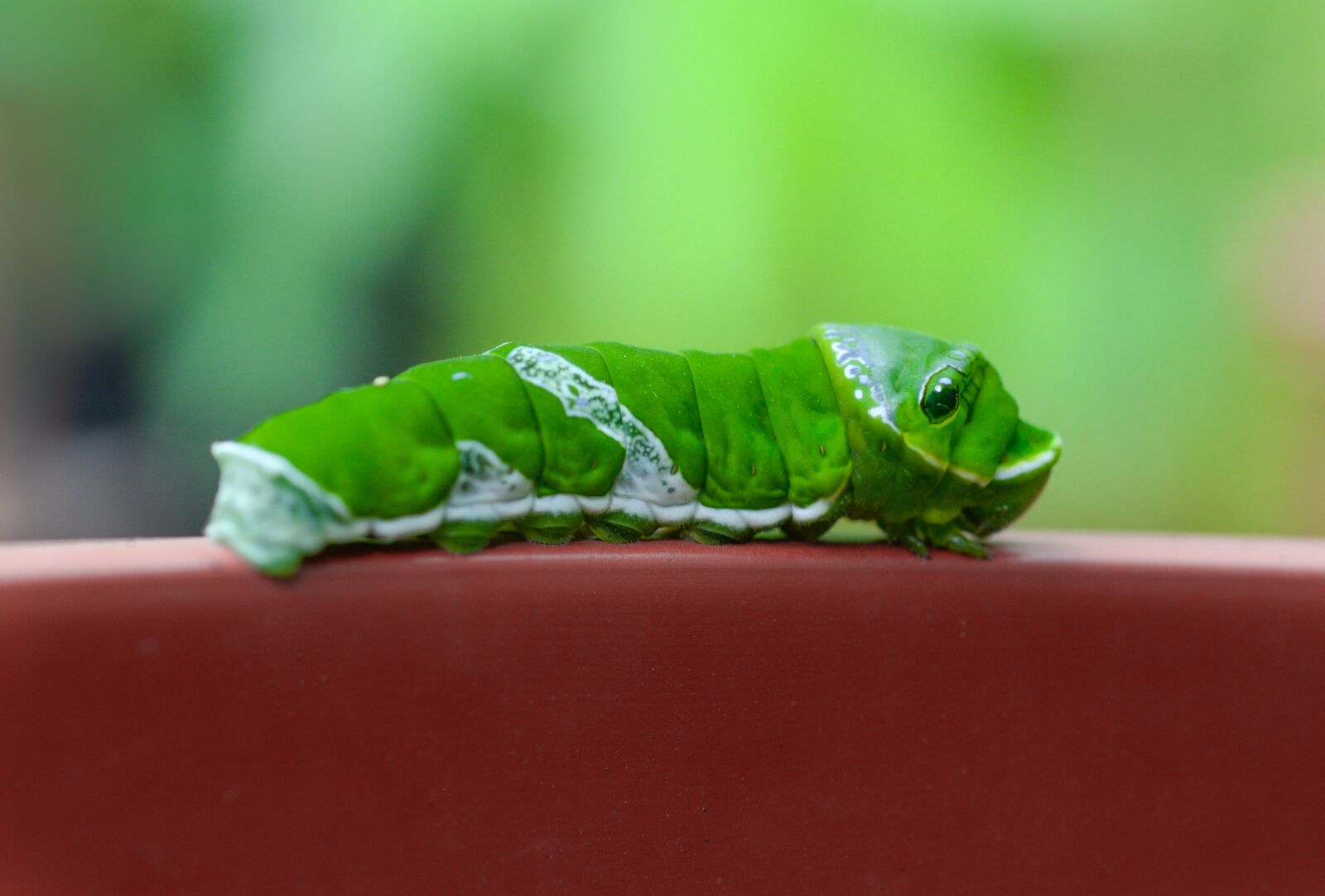 Nikon D610 sample photo. Caterpillar, green, animal photography