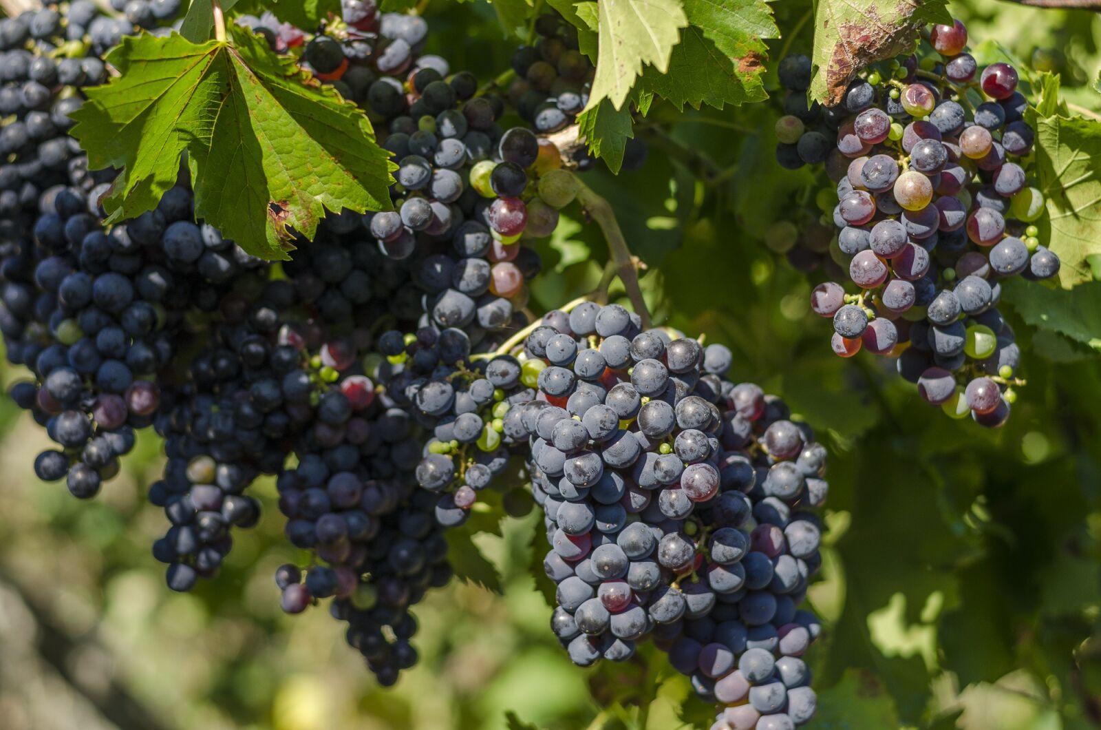 Nikon D5100 sample photo. Vine, black grapes, harvest photography