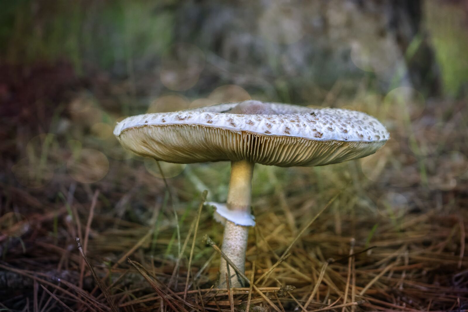 Nikon D3300 sample photo. Mushroom, forest, autumn photography