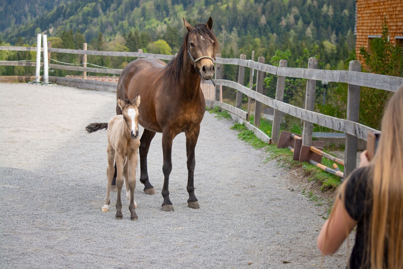 Nikon D7100 sample photo. Horse, pony, foal photography