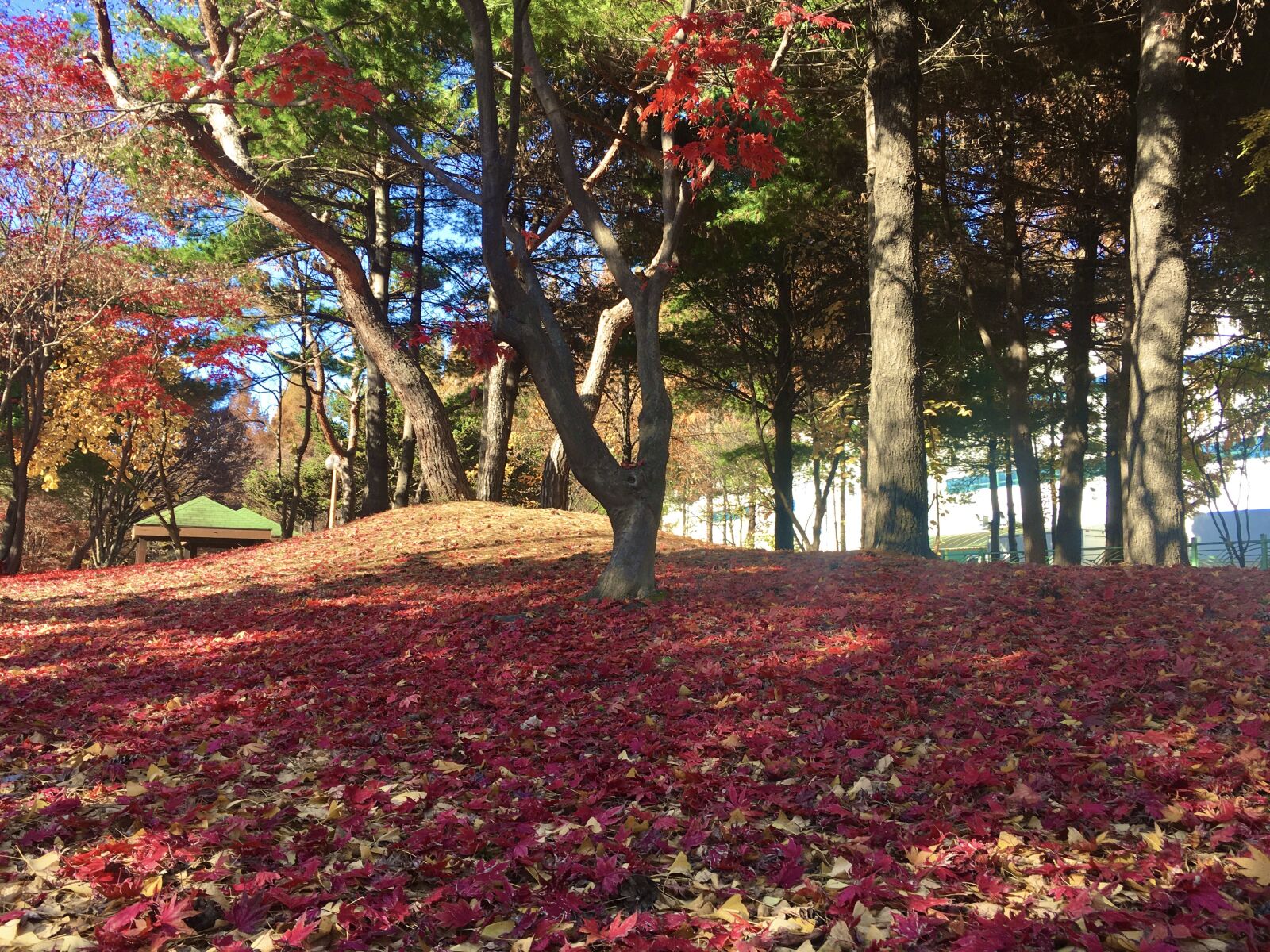 Apple iPhone 6s sample photo. Fall, maple leaf, leaves photography