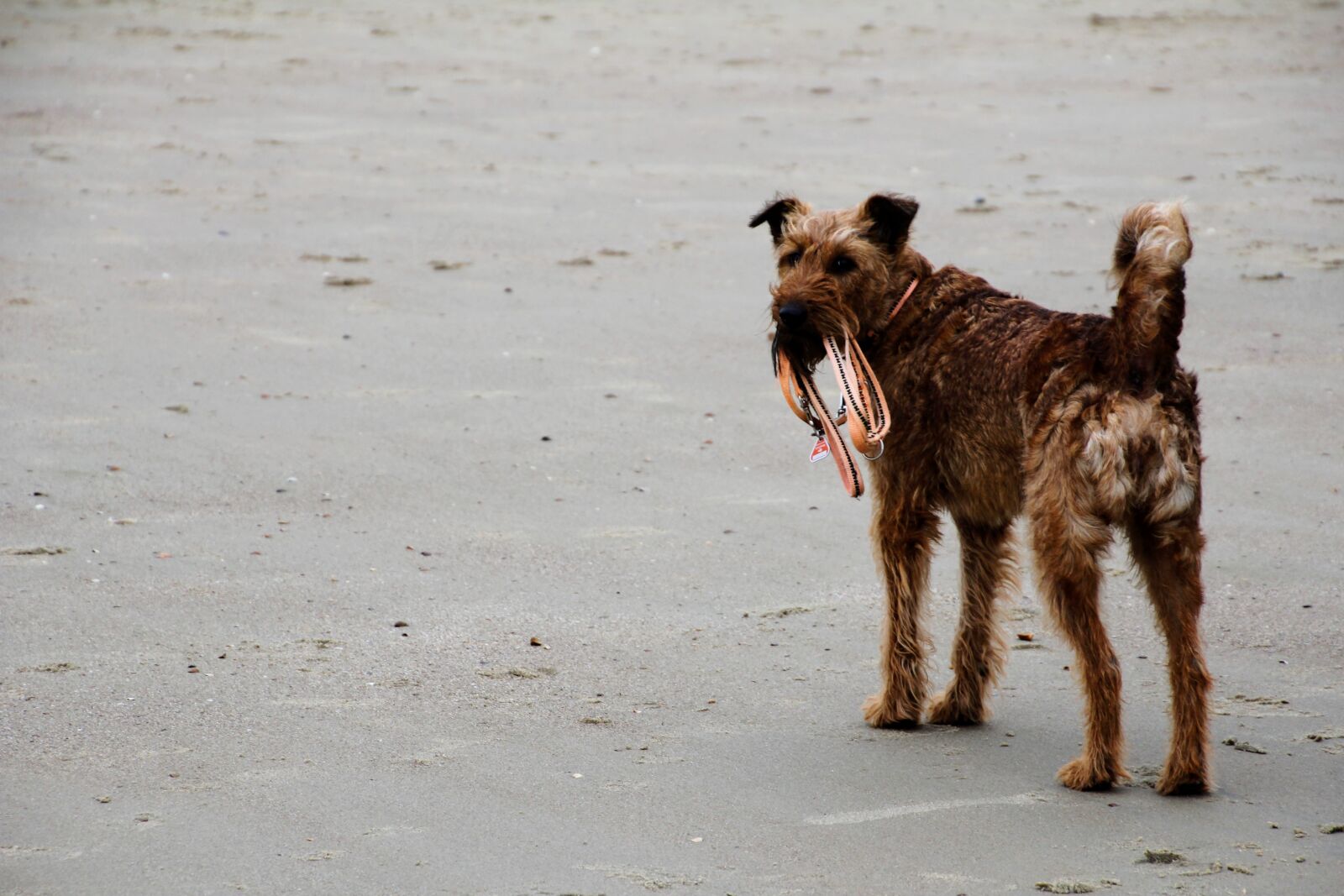 Canon EOS 60D sample photo. Dog, beach, leash photography